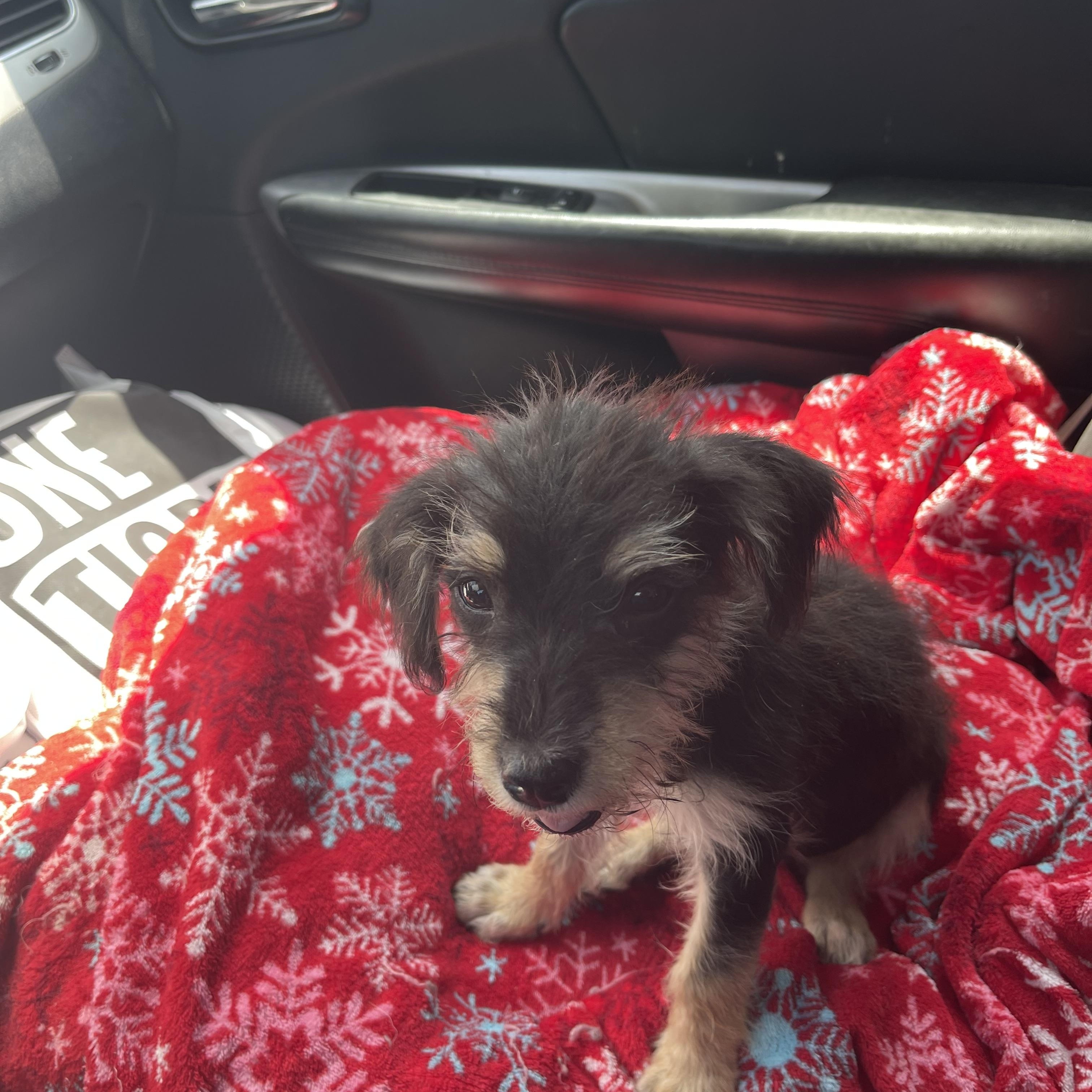 Enlarge Hayden, a ADOPTABLE mixed breed in Gainesville, VA image 3/3