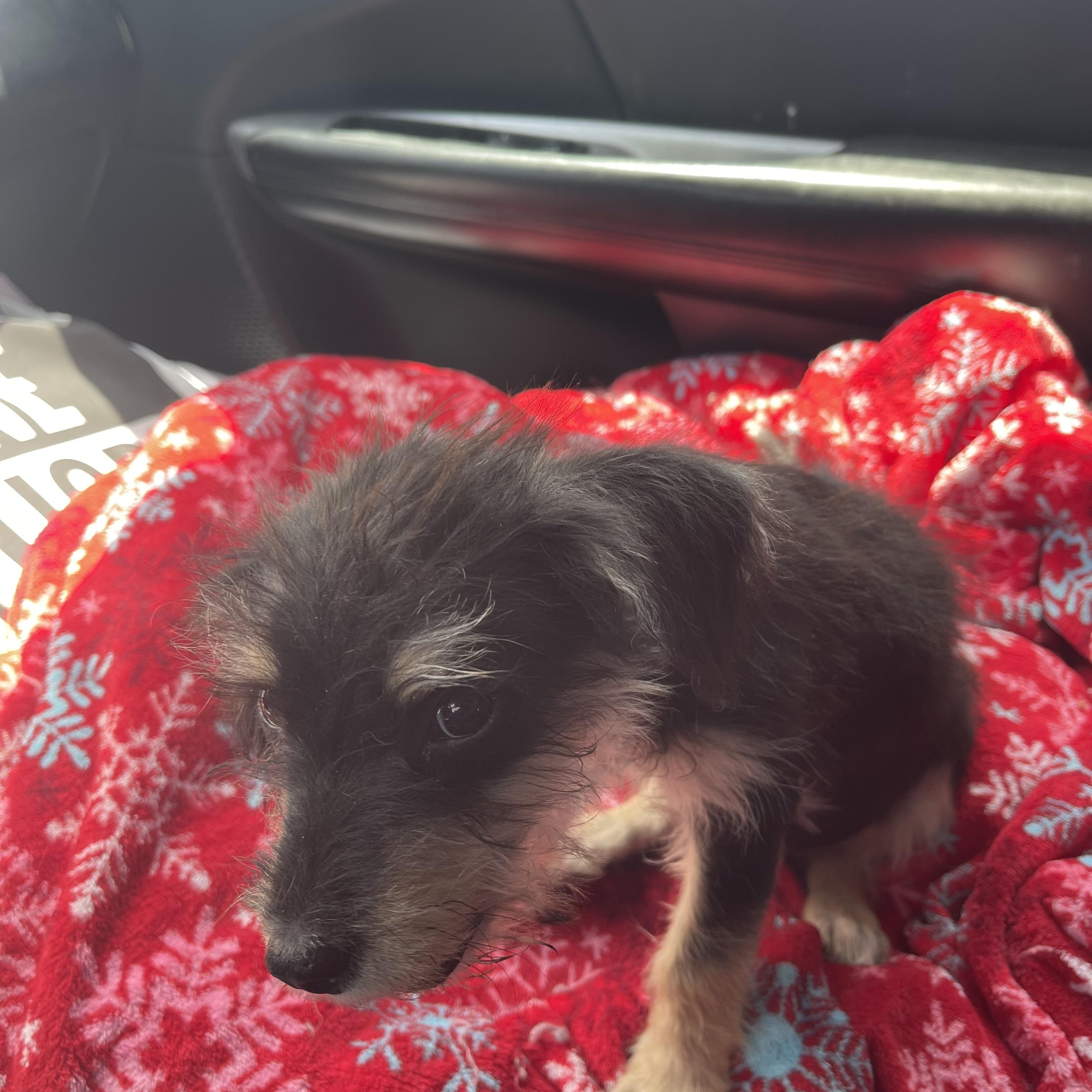 Enlarge Hayden, a ADOPTABLE mixed breed in Gainesville, VA image 2/3