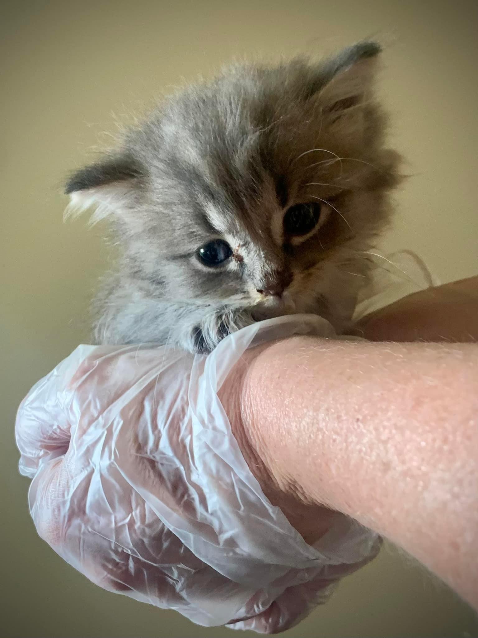Enlarge Fluffy, a Adopted Domestic Long Hair in Woodstock, GA image 1/1