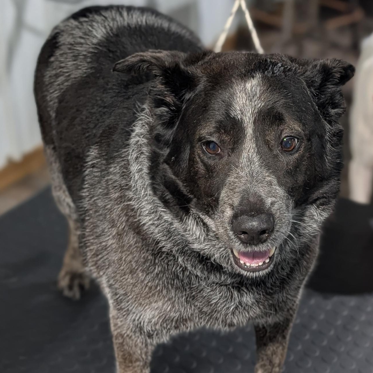 Enlarge Bojangle, an adopted mixed breed in Alma, MI image 2/2