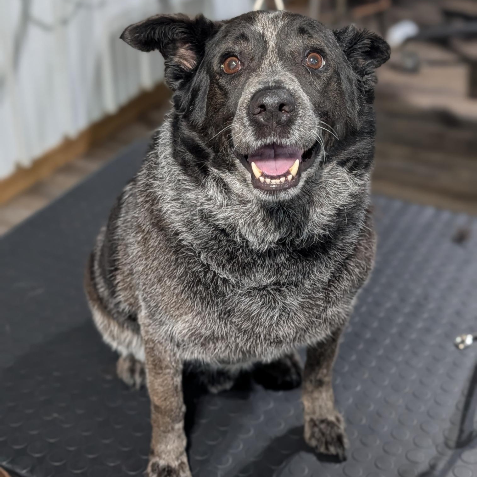 Bojangle, adopted, Adult Male Cattle Dog.