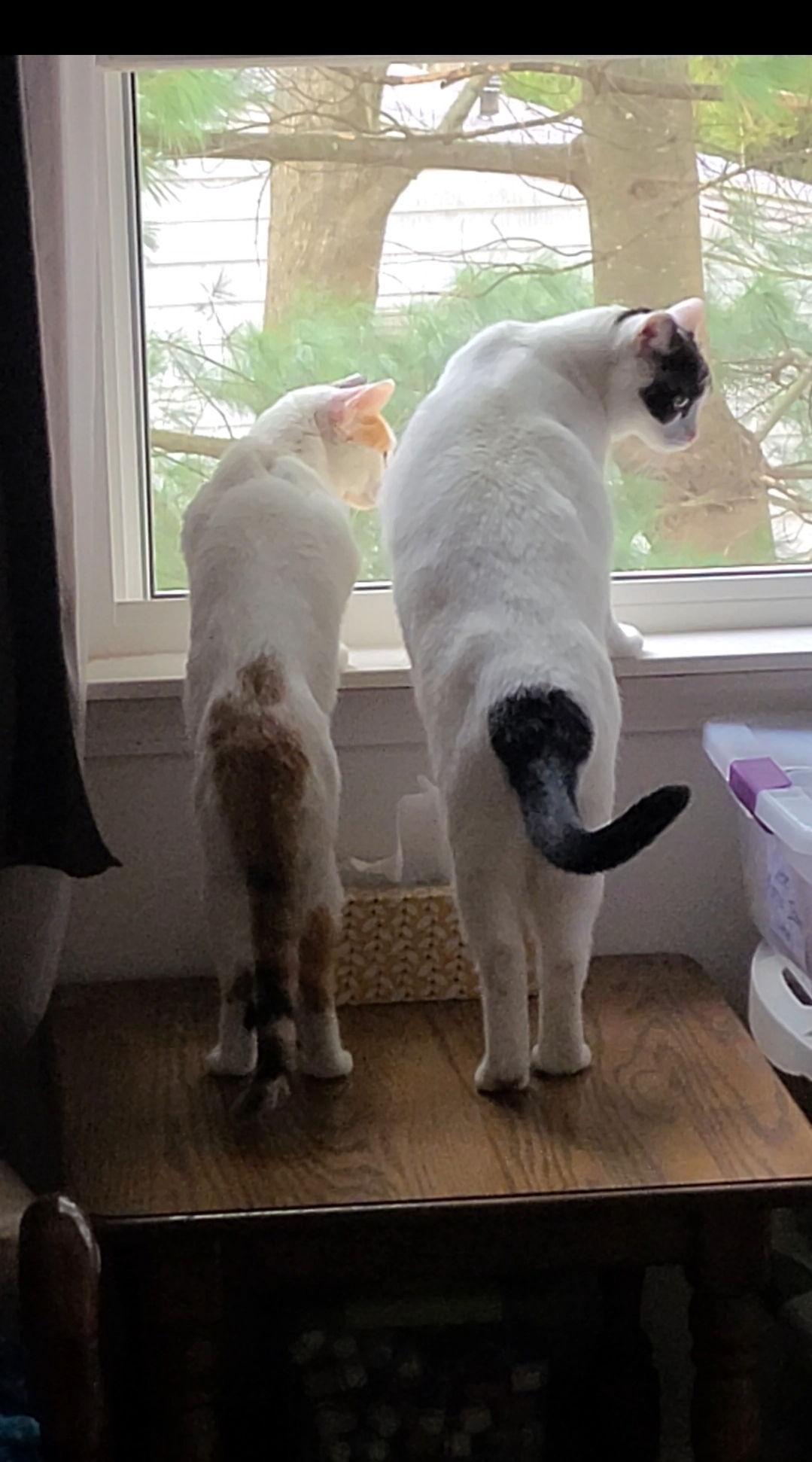 Enlarge Chanel - FIV+, a Adoptable Domestic Short Hair in Rootstown, OH image 1/4