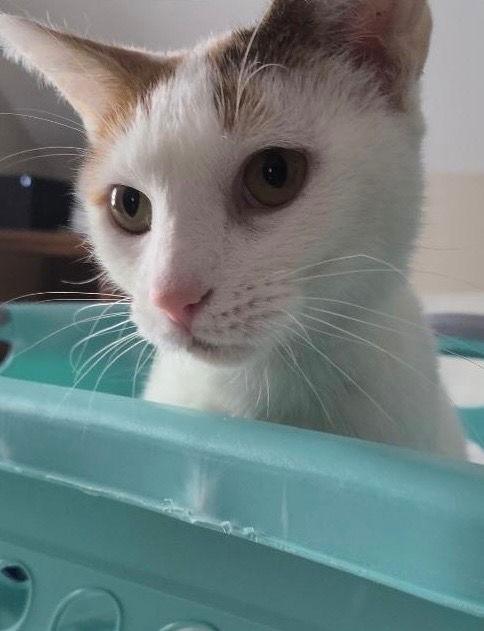 Enlarge Chanel - FIV+, a Adoptable Domestic Short Hair in Rootstown, OH image 2/4