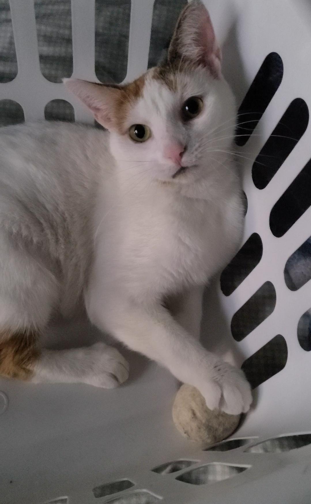 Enlarge Chanel - FIV+, a Adoptable Domestic Short Hair in Rootstown, OH image 2/3