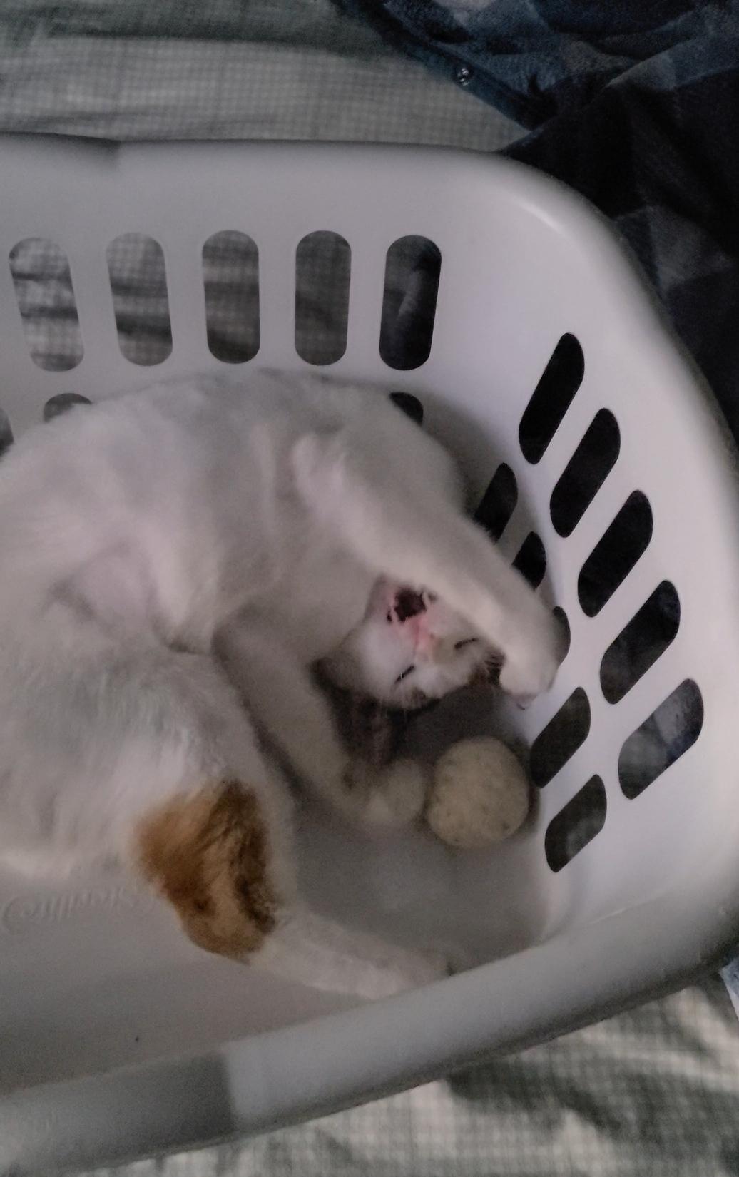 Enlarge Chanel - FIV+, a Adoptable Domestic Short Hair in Rootstown, OH image 3/3