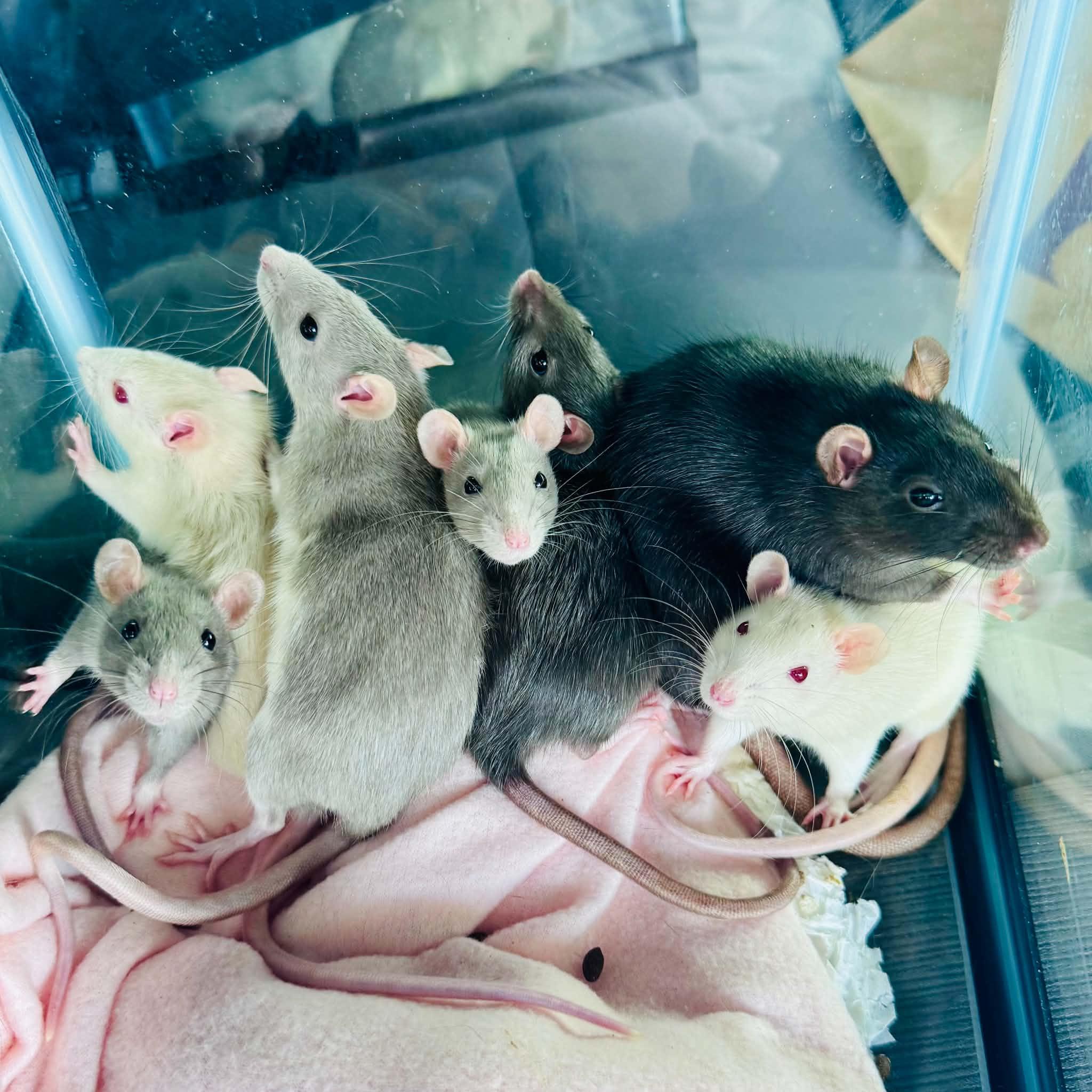 Enlarge The Big Cheesy Litter - 2 adults, 11 babies, a ADOPTABLE Rat in Norcross, GA image 1/6