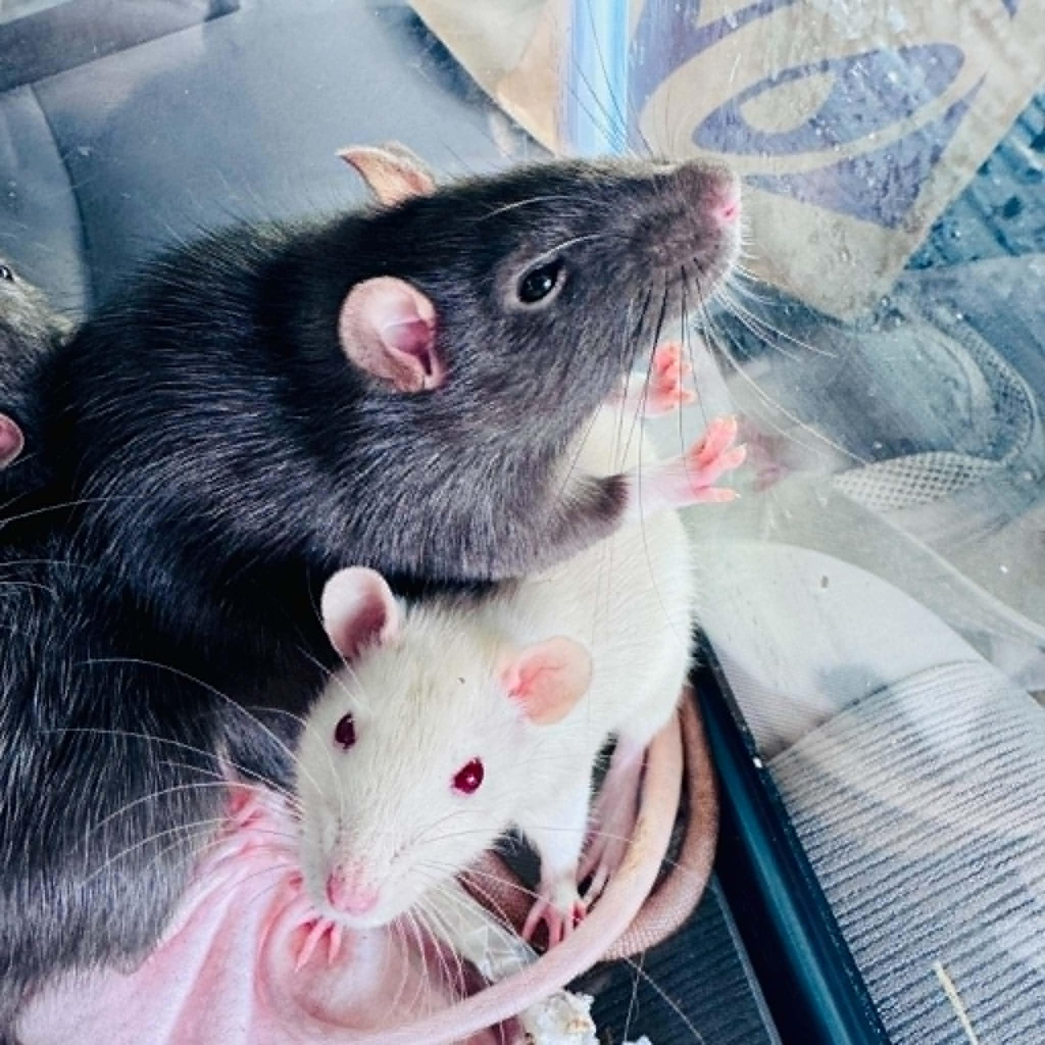 Enlarge The Big Cheesy Litter - 2 adults, 11 babies, a ADOPTABLE Rat in Norcross, GA image 2/6