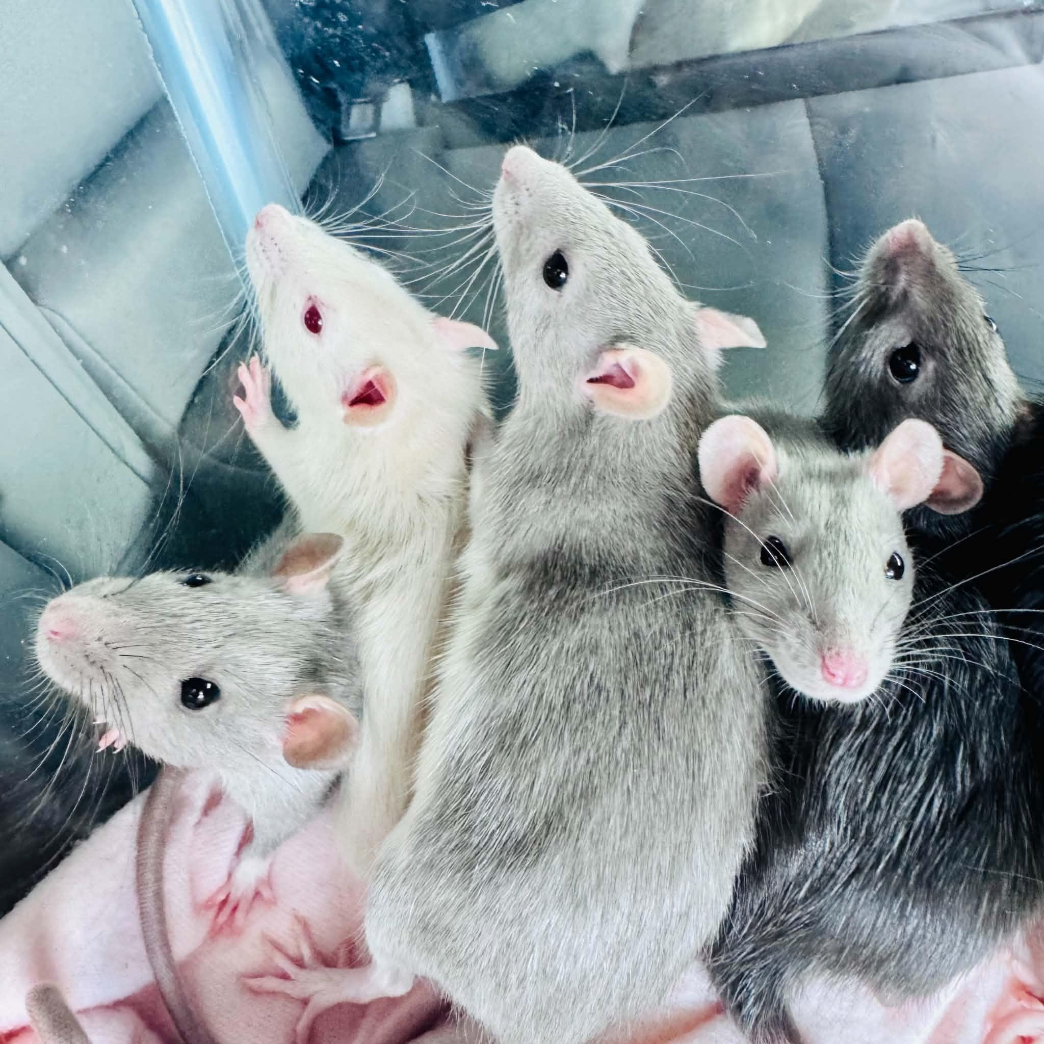Enlarge The Big Cheesy Litter - 2 adults, 11 babies, a ADOPTABLE Rat in Norcross, GA image 6/6