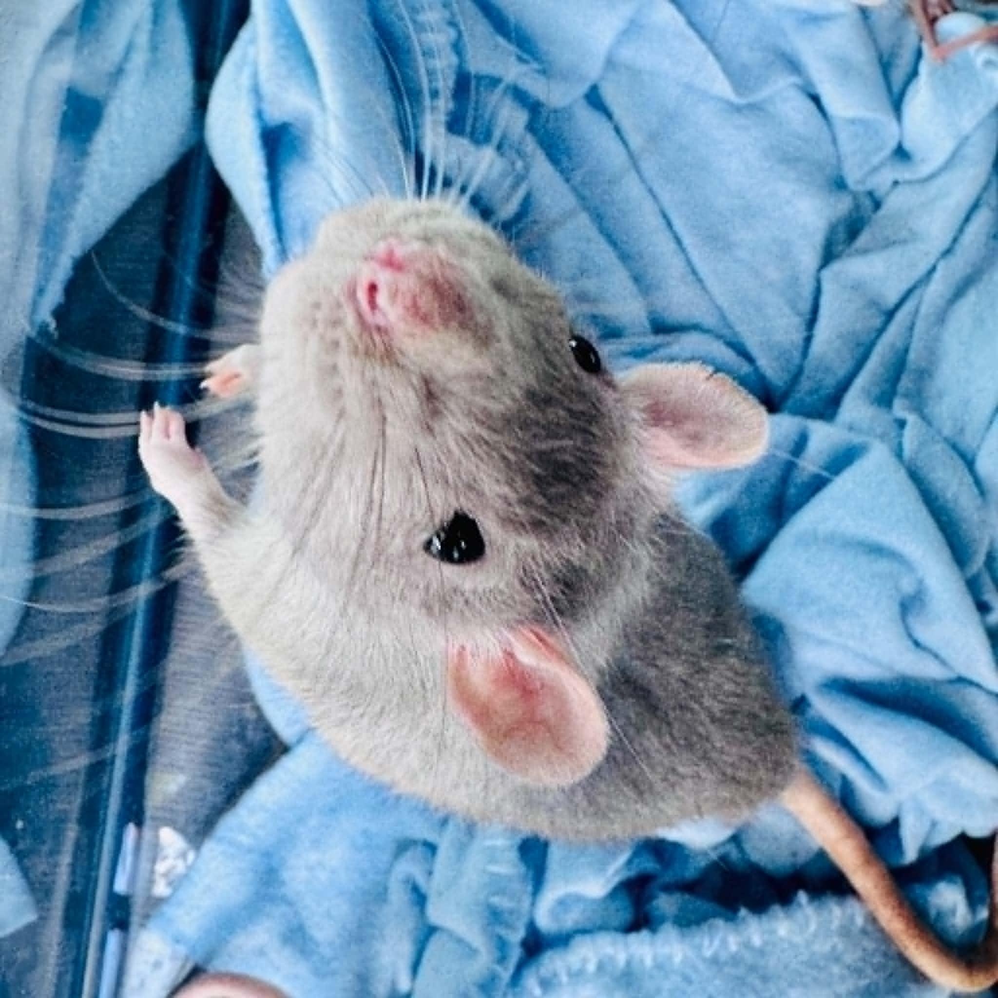 Enlarge The Big Cheesy Litter - 2 adults, 11 babies, a ADOPTABLE Rat in Norcross, GA image 4/6