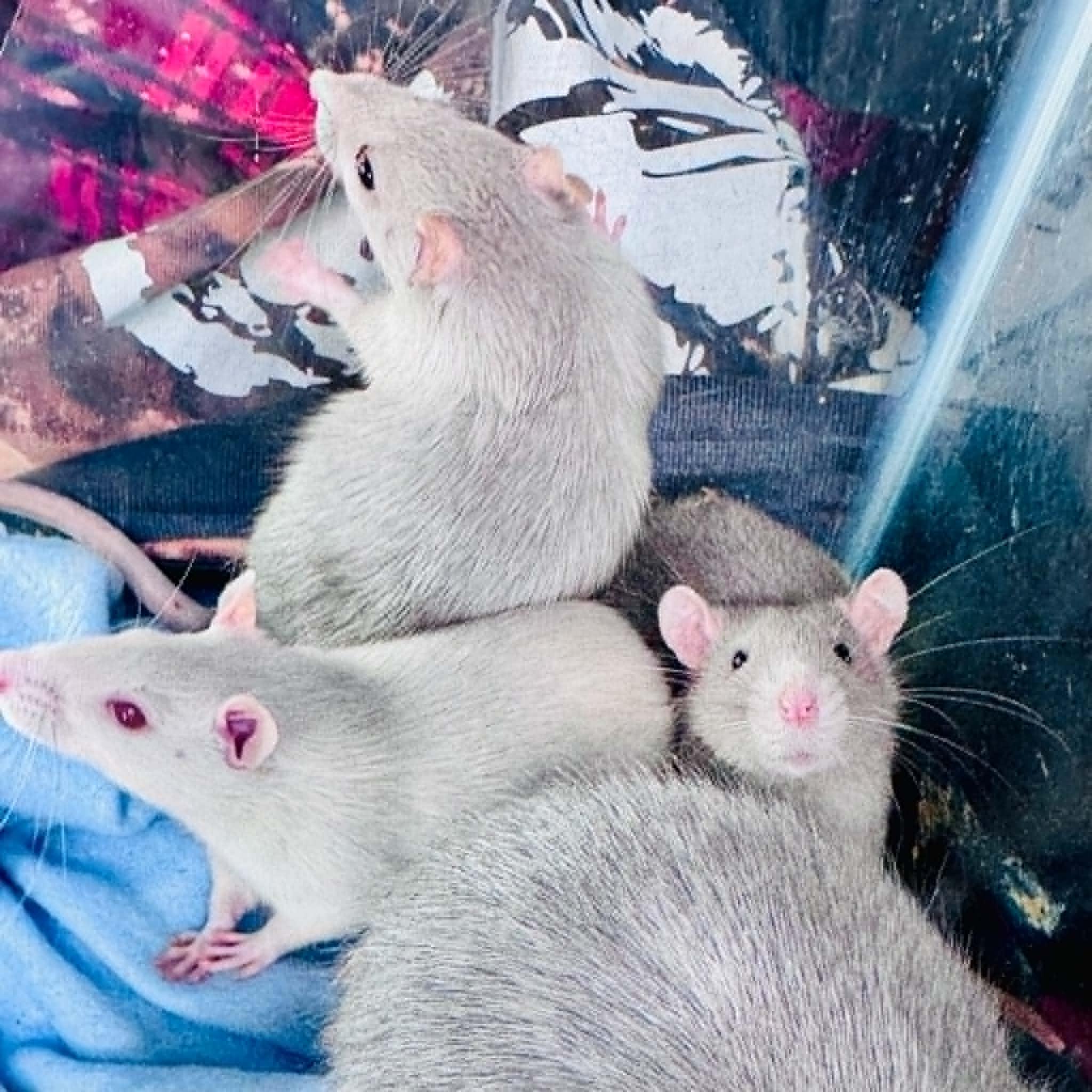 Enlarge The Big Cheesy Litter - 2 adults, 11 babies, a ADOPTABLE Rat in Norcross, GA image 5/6