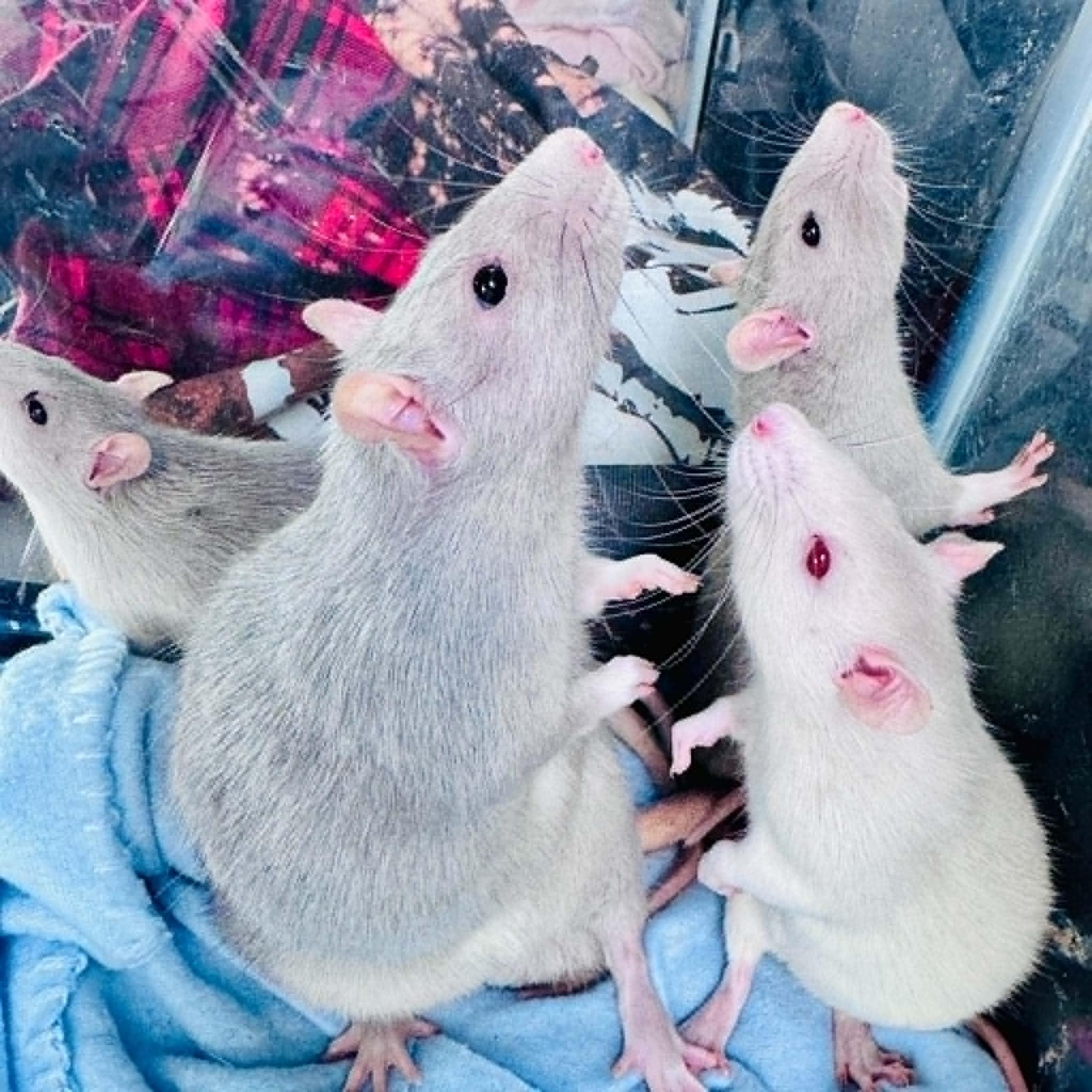 Enlarge The Big Cheesy Litter - 2 adults, 11 babies, a ADOPTABLE Rat in Norcross, GA image 3/6