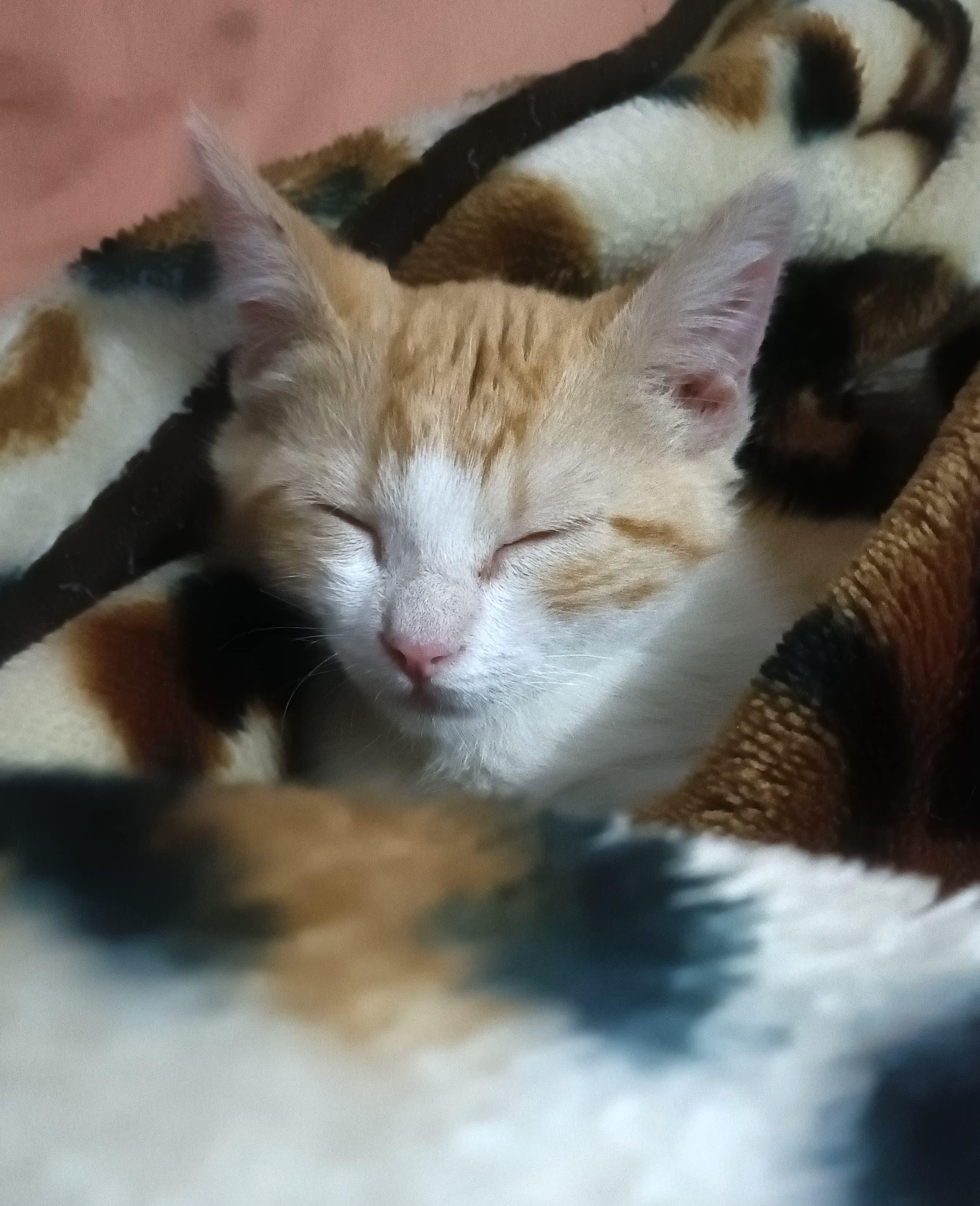 Giyo — thumbnail 4