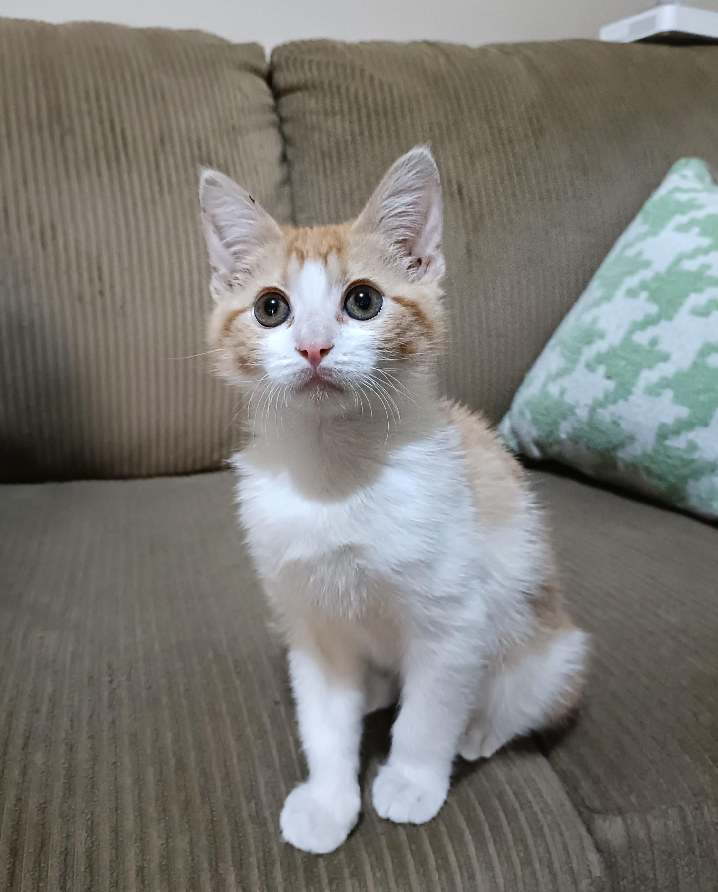 Giyo — thumbnail 5