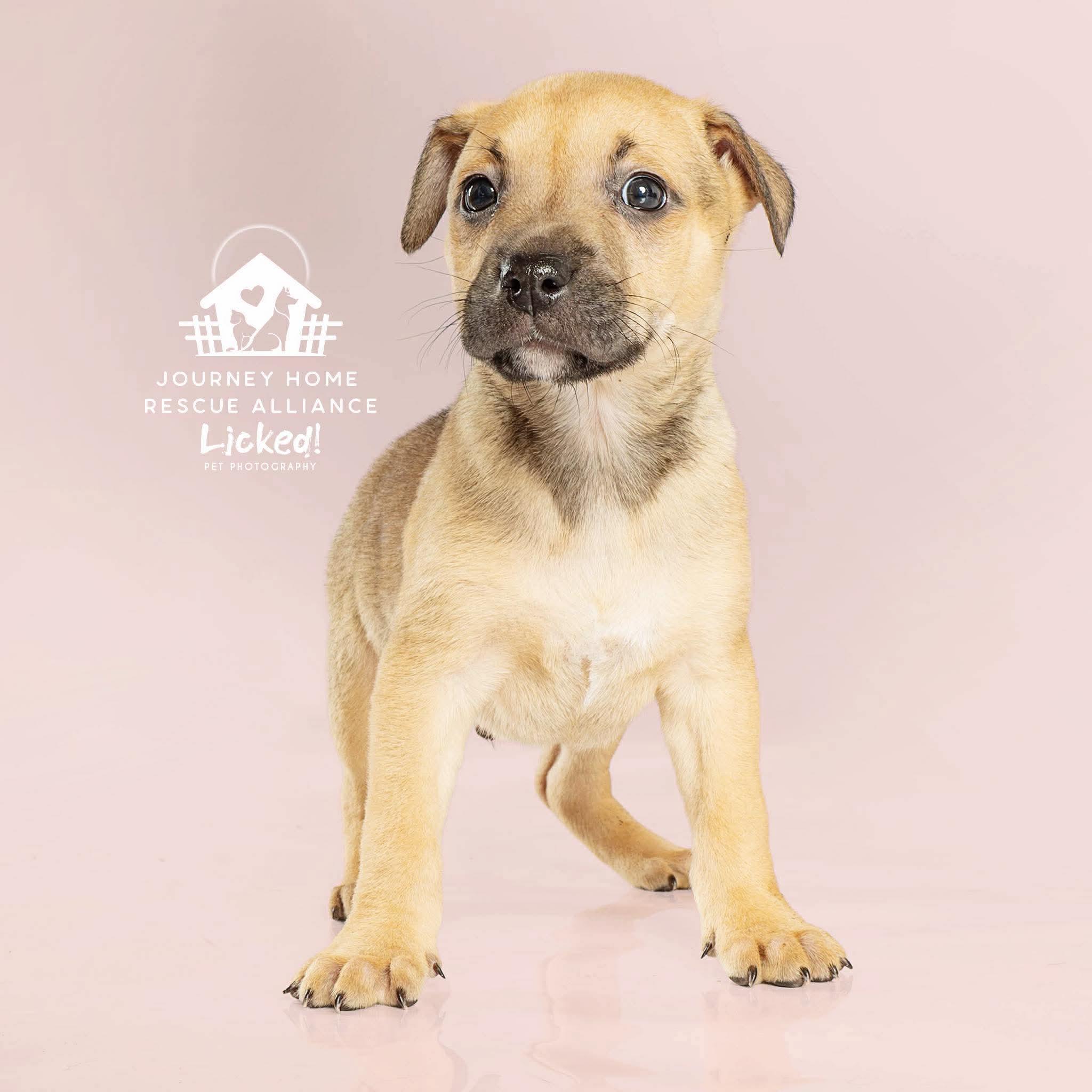 Pancake, ADOPTABLE, Puppy Female Labrador Retriever.