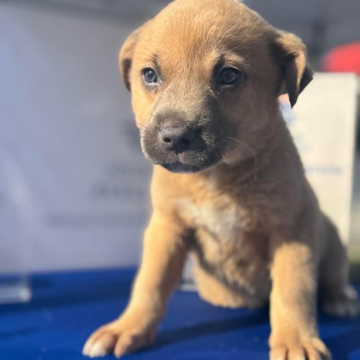 Enlarge Pancake, a ADOPTABLE mixed breed in Wando, SC image 3/3