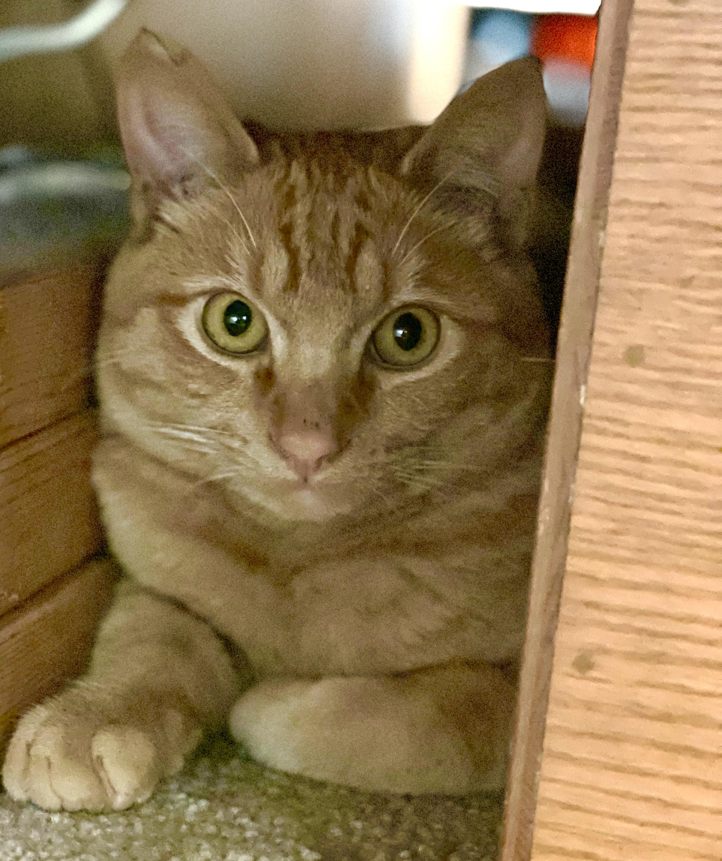 Pumpkin, a ADOPTABLE Tabby in Inglewood, CA image 2/5