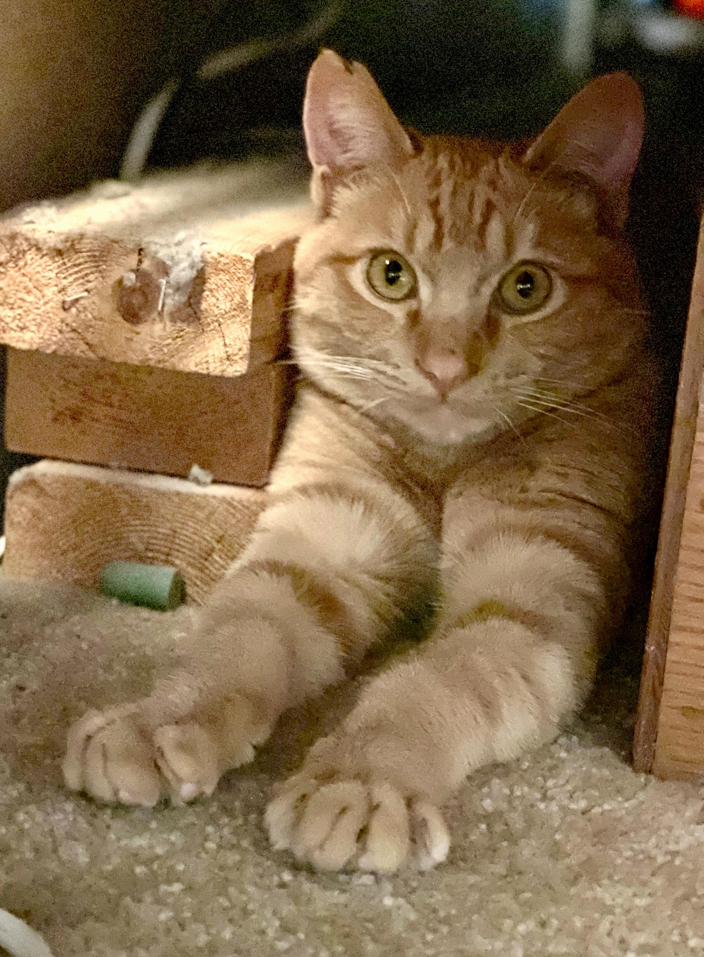 Pumpkin, a ADOPTABLE Tabby in Inglewood, CA image 1/5