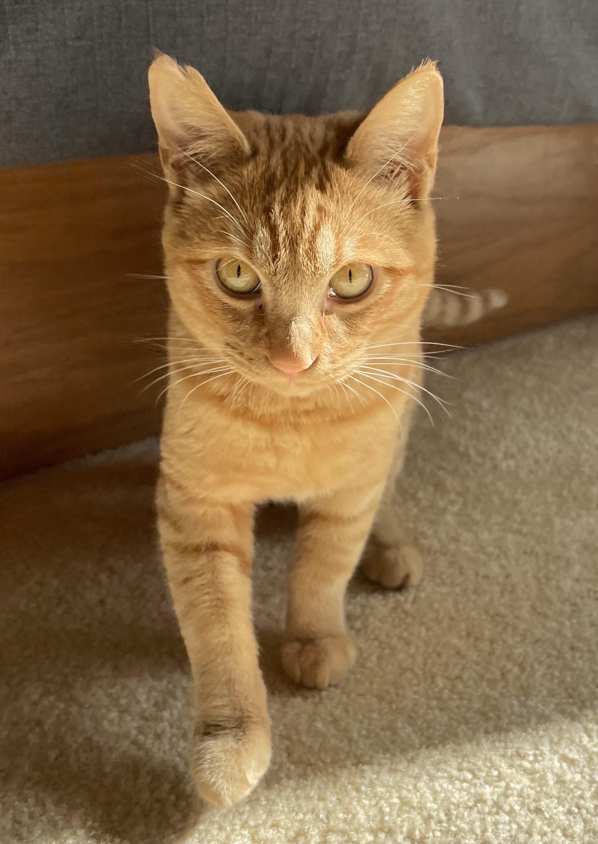 Pumpkin, a ADOPTABLE Tabby in Inglewood, CA image 5/5