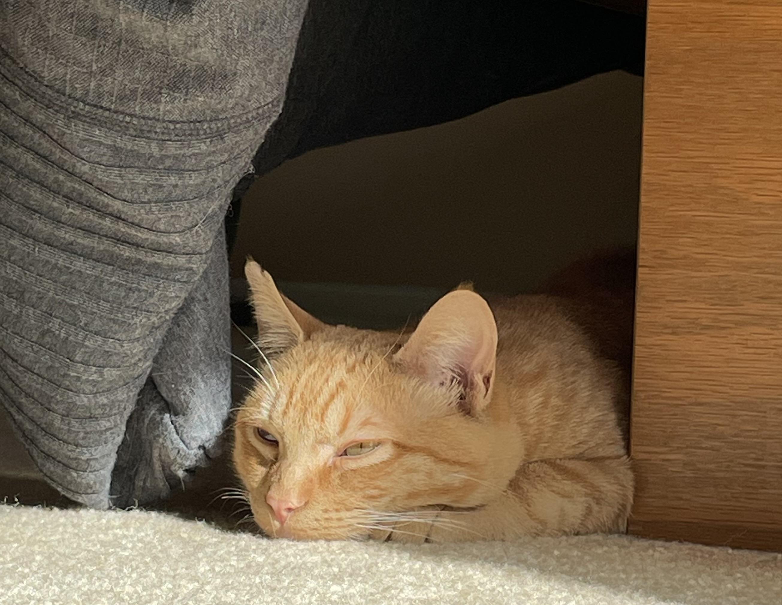 Pumpkin, a ADOPTABLE Tabby in Inglewood, CA image 4/5