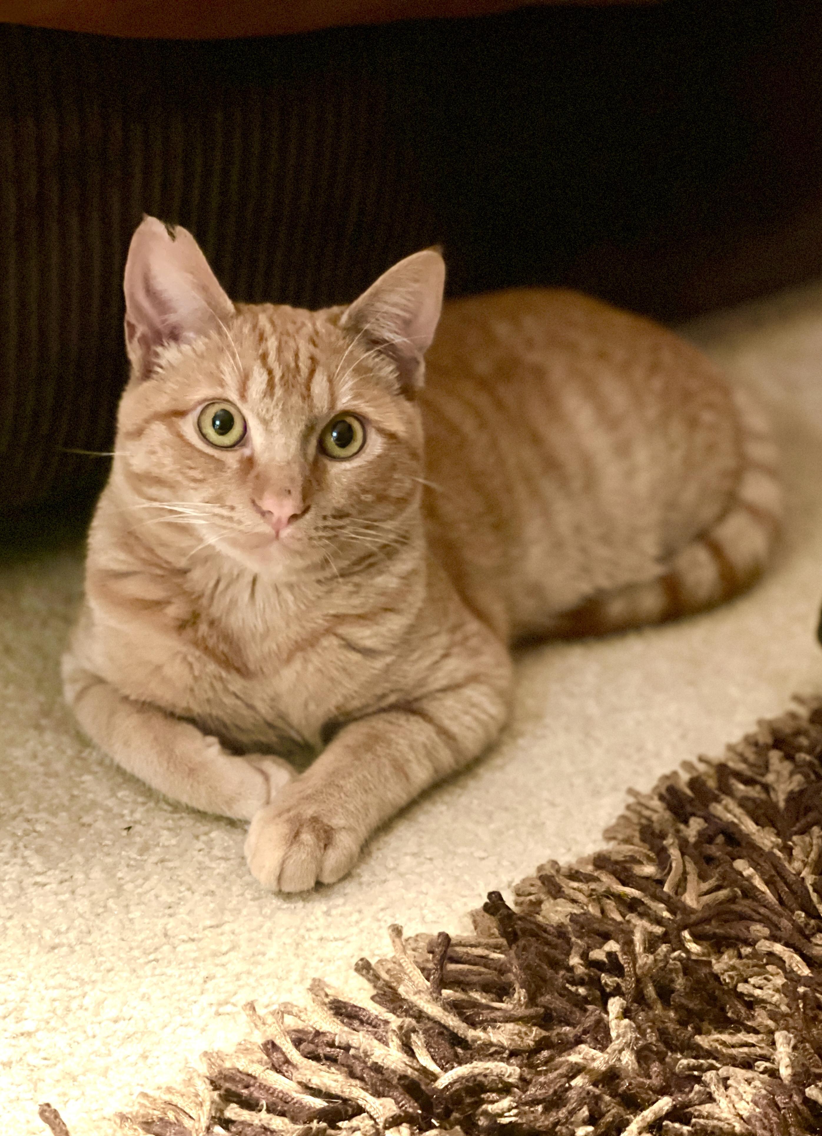 Pumpkin, a ADOPTABLE Tabby in Inglewood, CA image 3/5