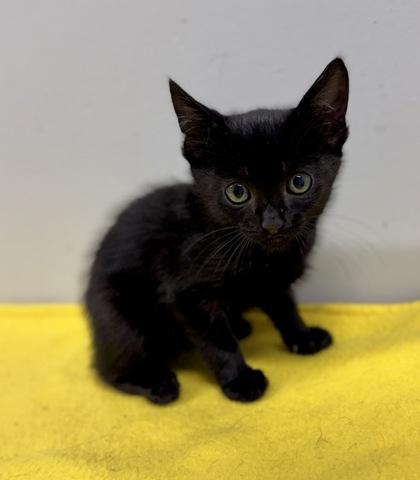 Banjo, a Adoptable Domestic Short Hair in Bishop, GA image 2/2