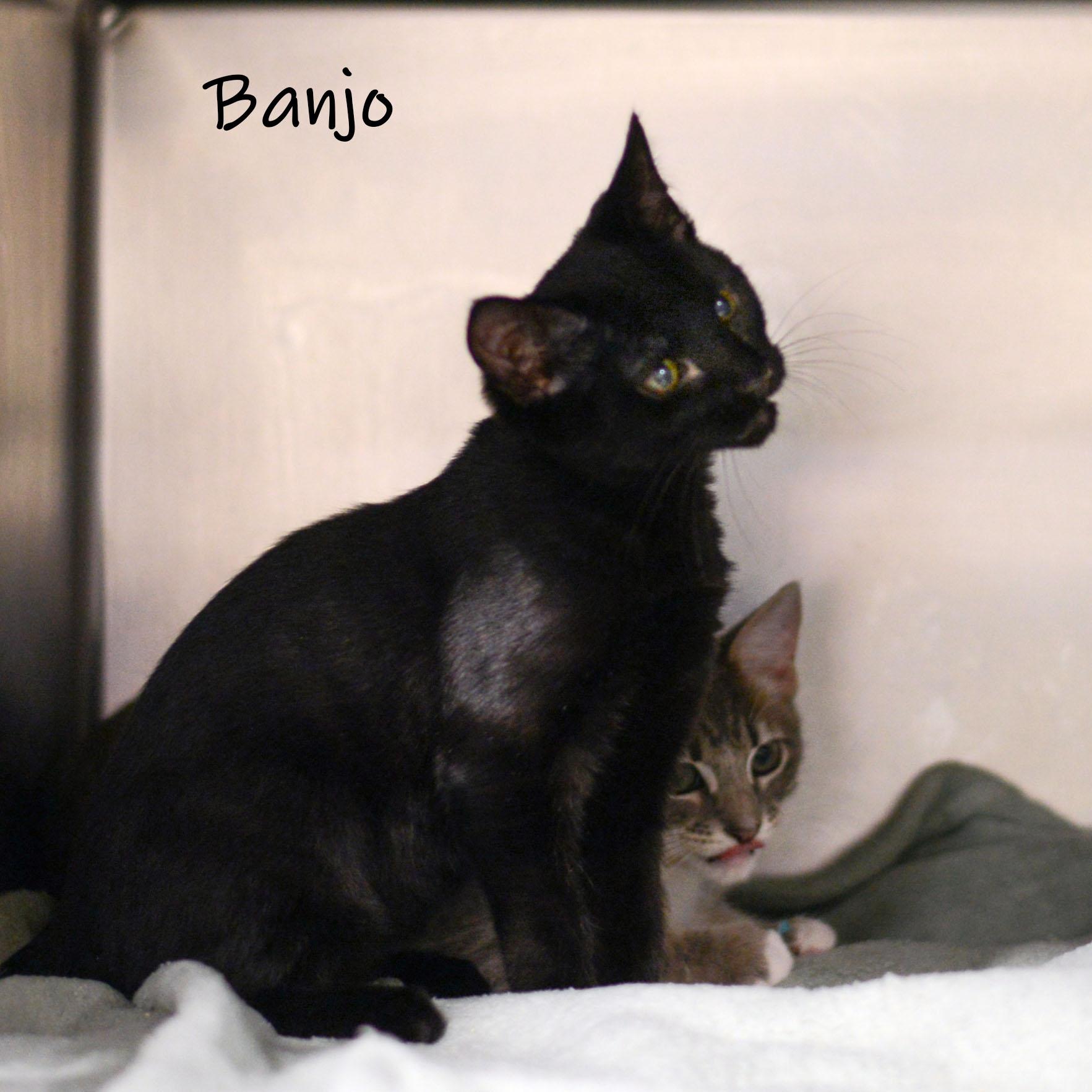 Banjo, Adoptable, Kitten Male Domestic Short Hair.