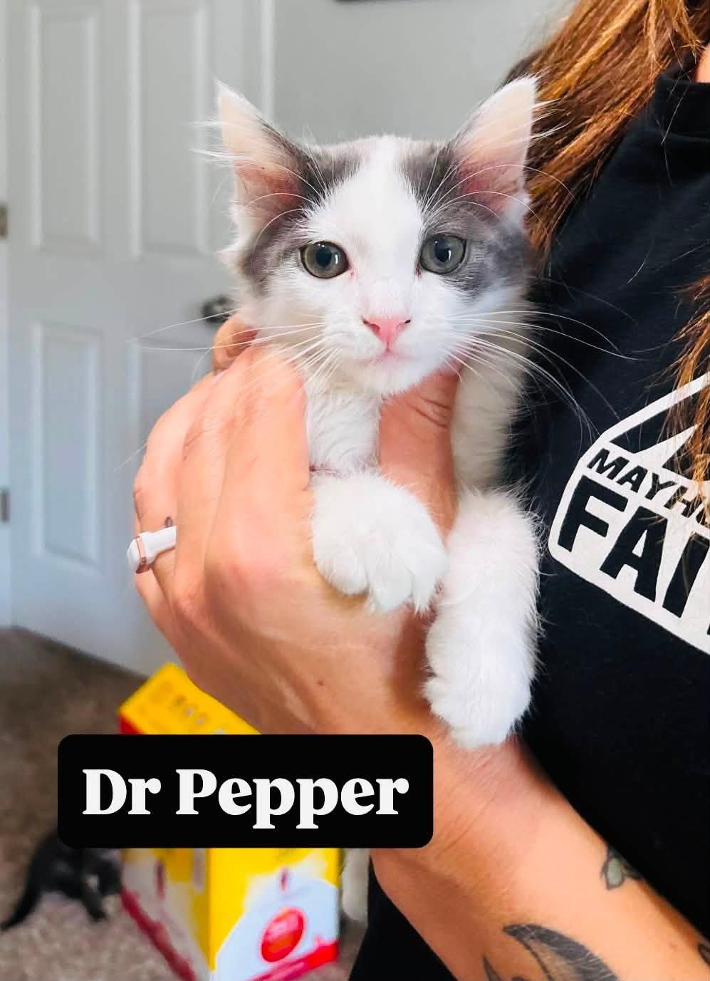Dr Pepper, Adopted, Kitten Male Domestic Long Hair.