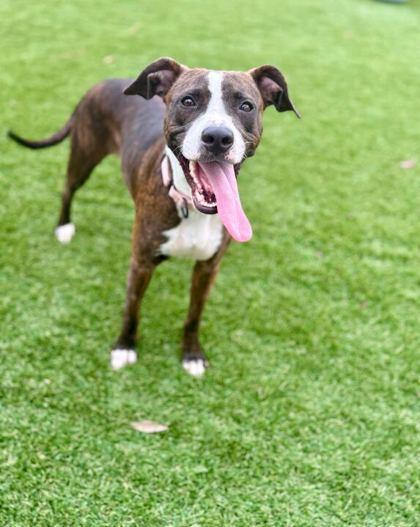 Enlarge Zodiac - 1, a Adoptable mixed breed in Daytona Beach, FL image 1/1