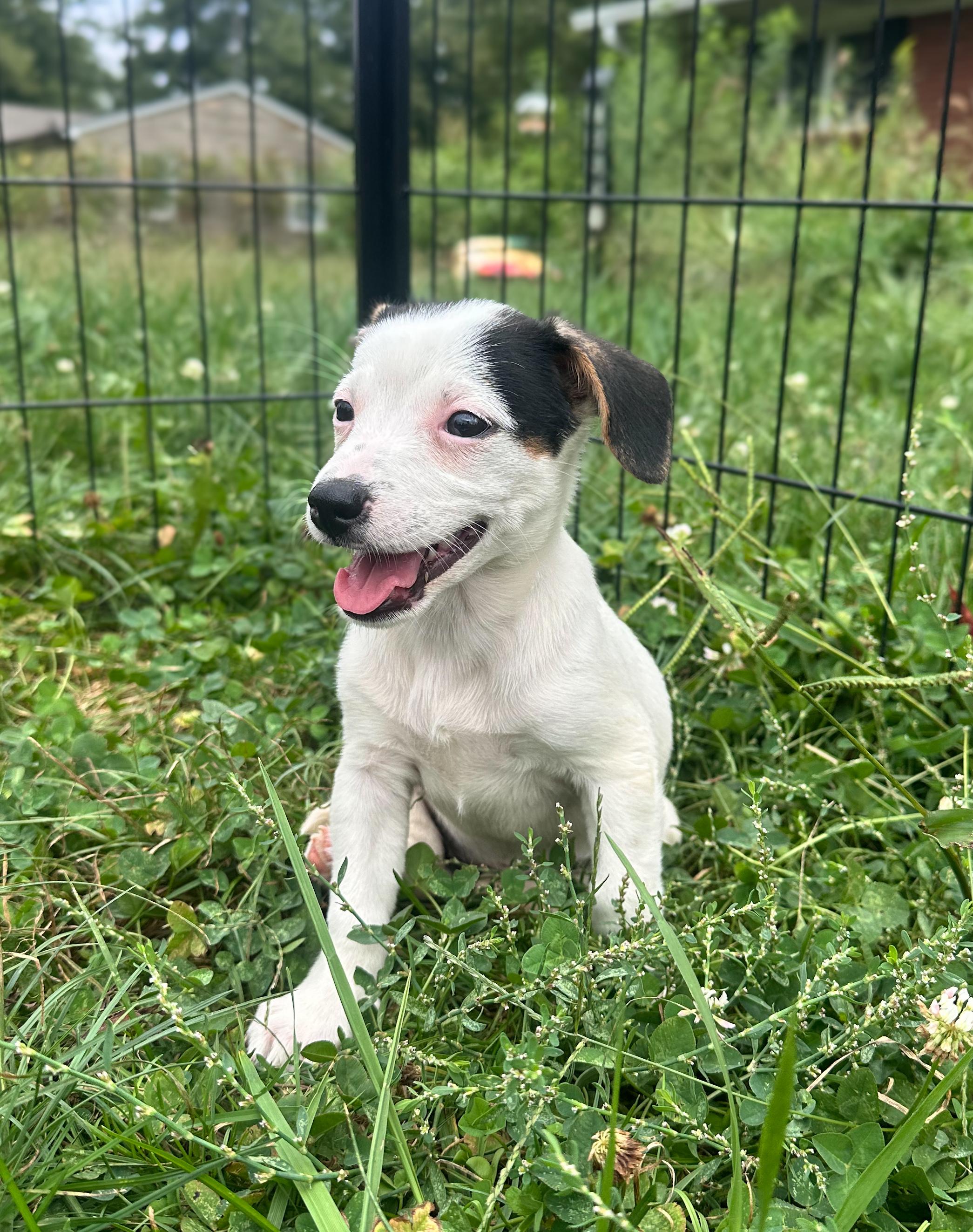 Enlarge Macadamia, a Adoptable Mixed Breed in Indianapolis, IN image 2/5