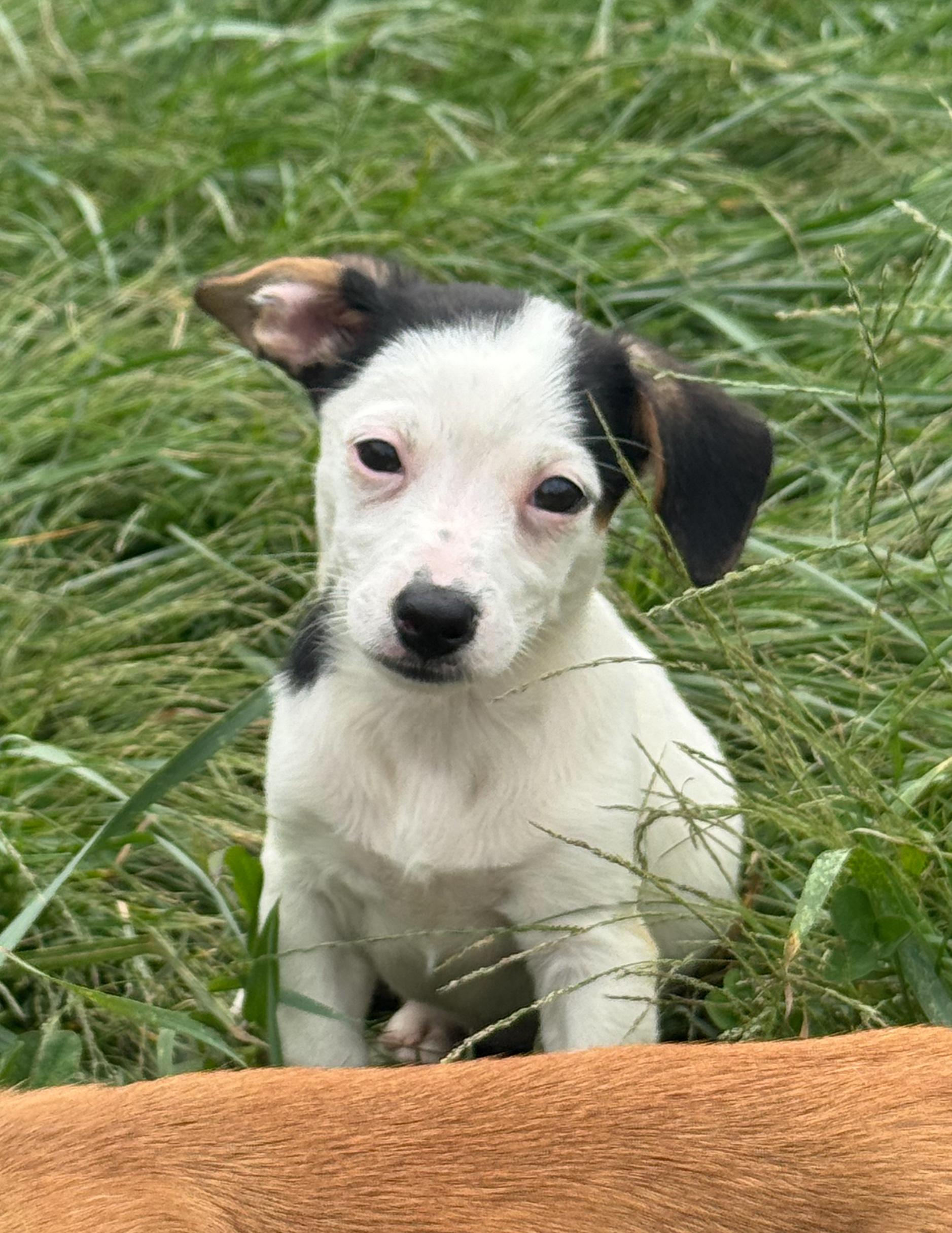 Enlarge Macadamia, a Adoptable Mixed Breed in Indianapolis, IN image 4/5