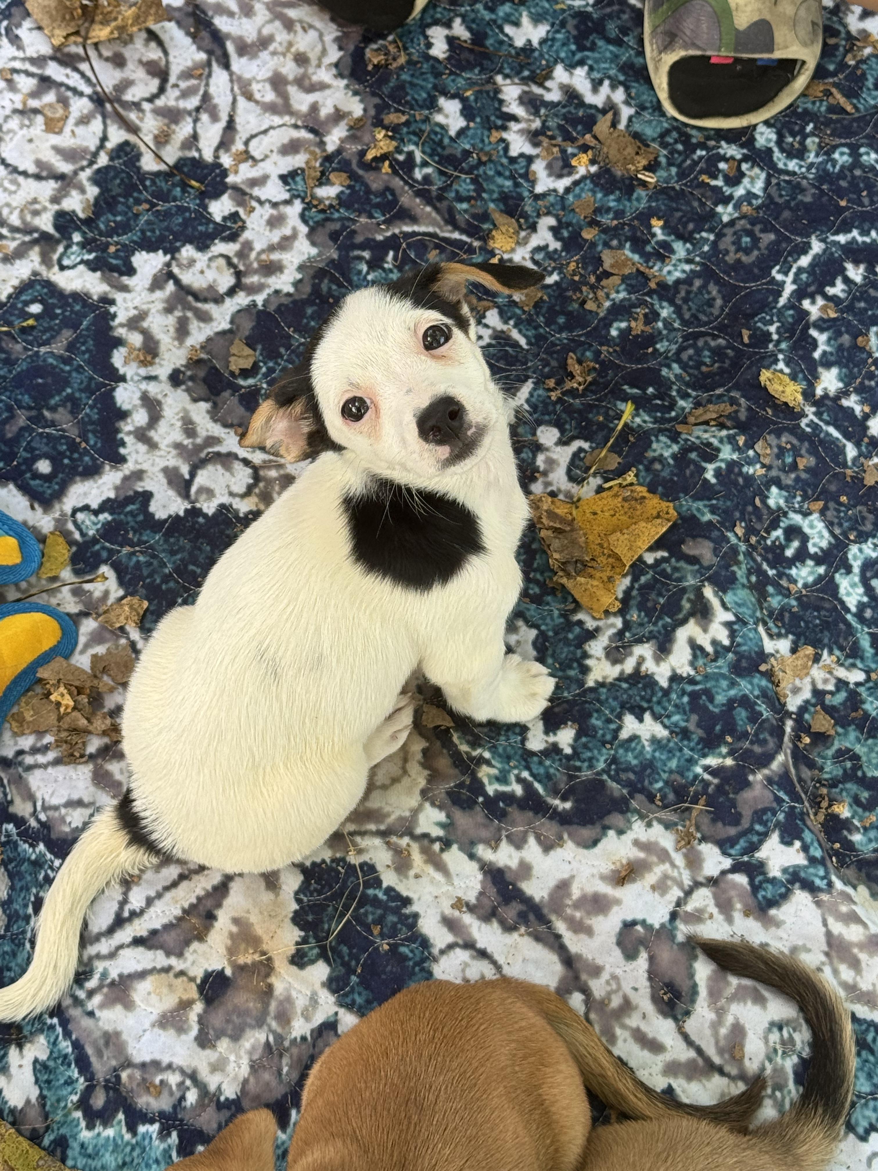 Enlarge Macadamia, a Adoptable Mixed Breed in Indianapolis, IN image 3/5