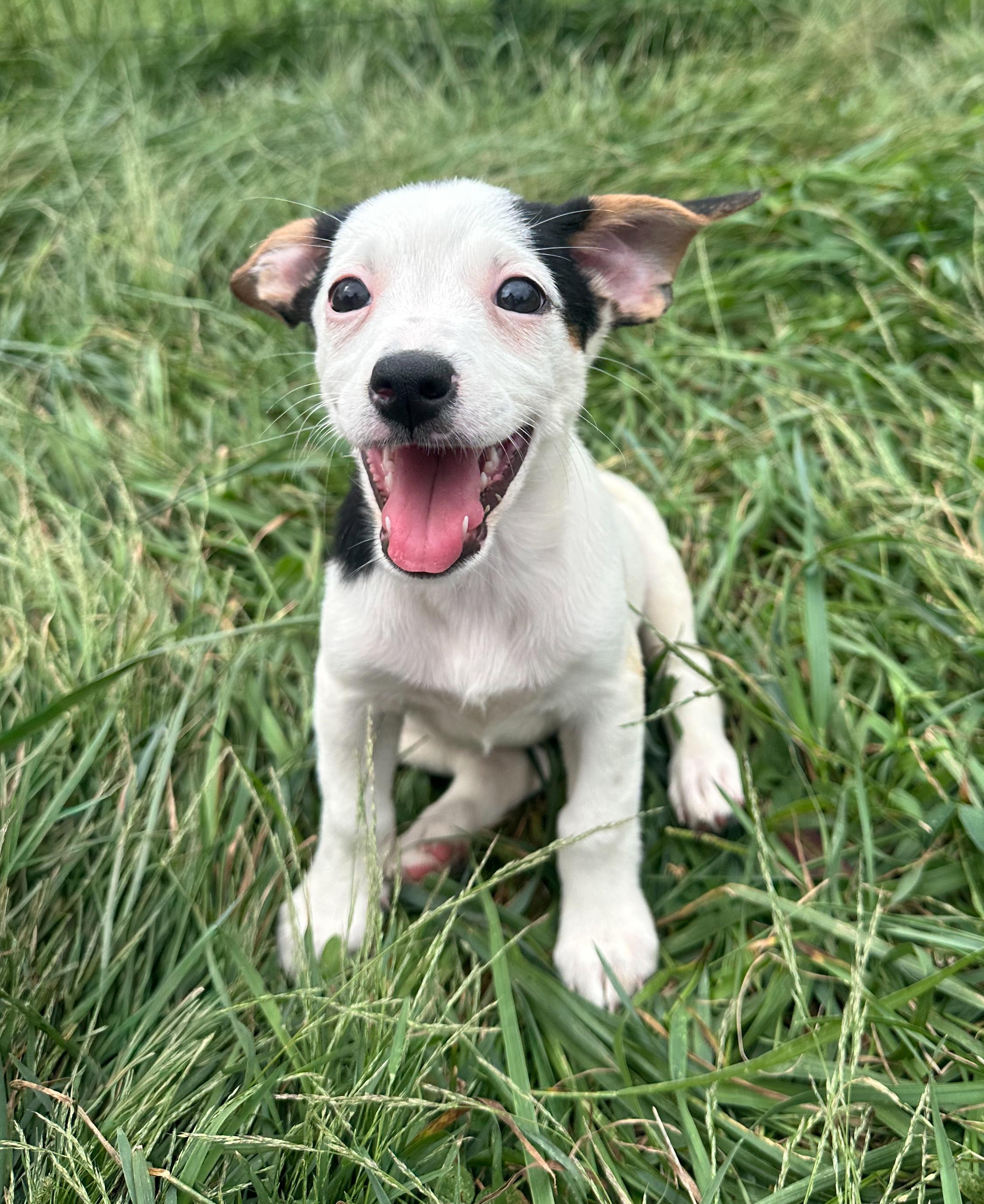Enlarge Macadamia, a Adoptable Mixed Breed in Indianapolis, IN image 1/5