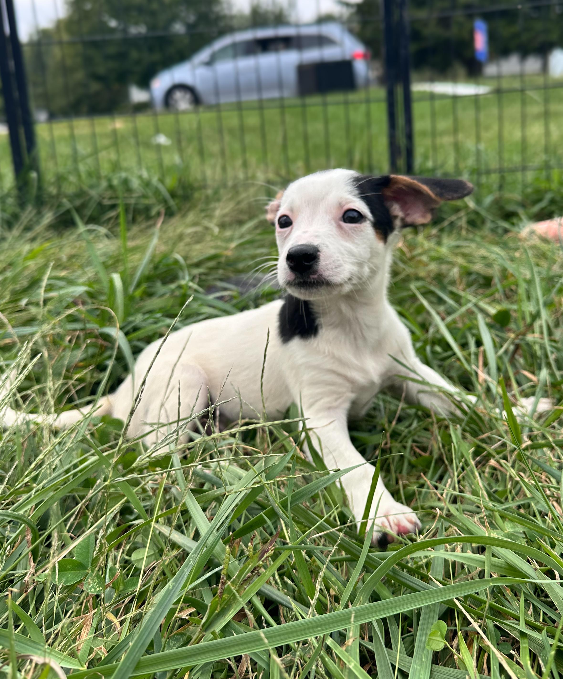 Enlarge Macadamia, a Adoptable Mixed Breed in Indianapolis, IN image 5/5