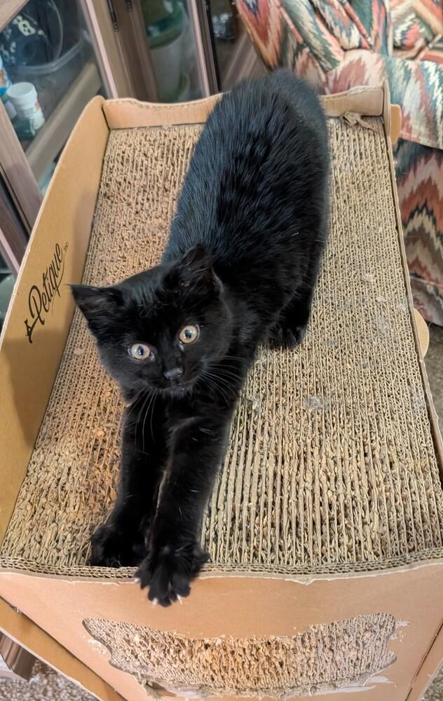 Enlarge Octavia, a Adoptable mixed breed in Lincoln, NE image 1/5