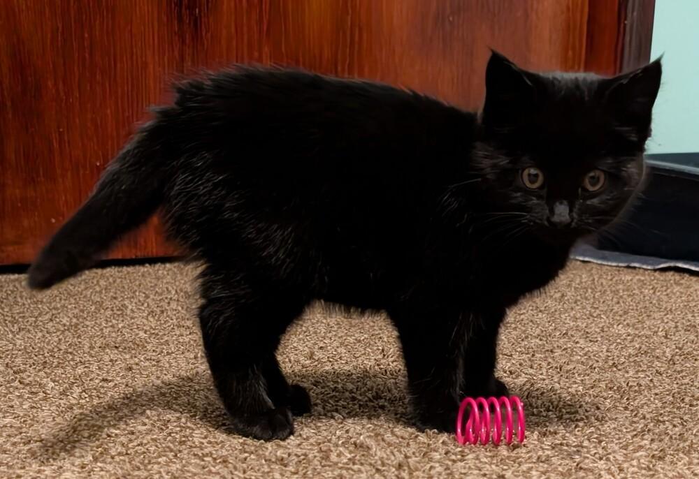 Enlarge Octavia, a Adoptable mixed breed in Lincoln, NE image 2/5
