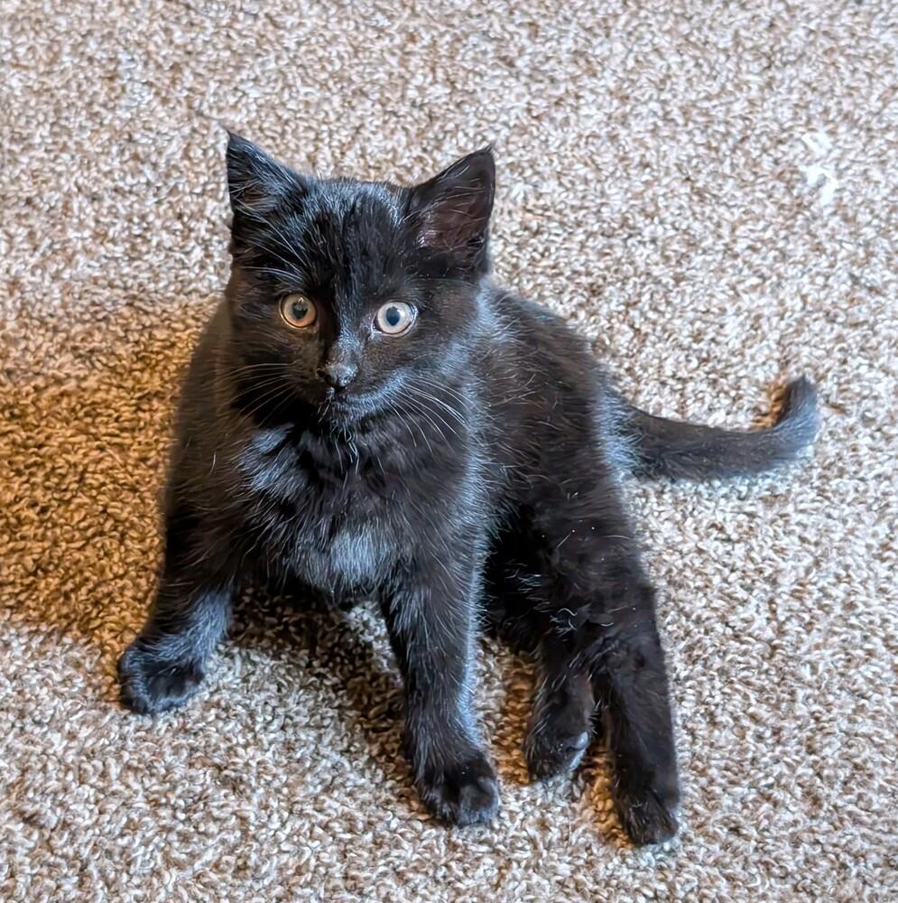 Enlarge Octavia, a Adoptable mixed breed in Lincoln, NE image 3/5