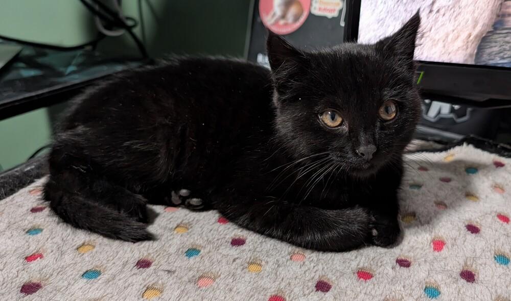 Enlarge Octavia, a Adoptable mixed breed in Lincoln, NE image 4/5