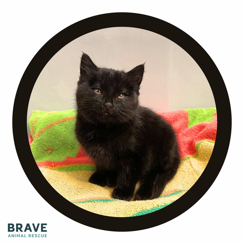 Enlarge Octavia, a Adoptable mixed breed in Lincoln, NE image 5/5