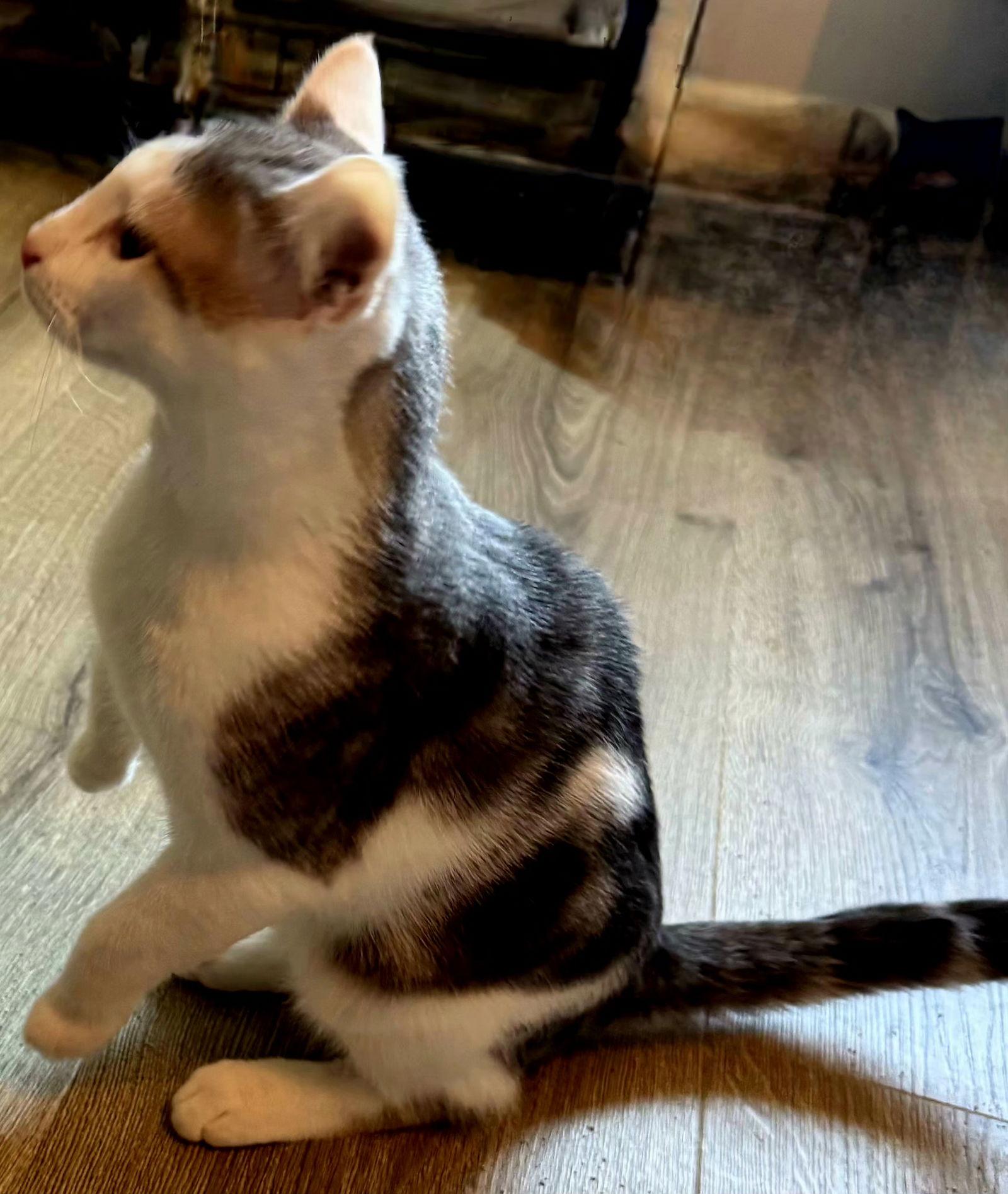 Enlarge KITTEN GIZMO, a Adoptable Tabby in Franklin, TN image 1/3