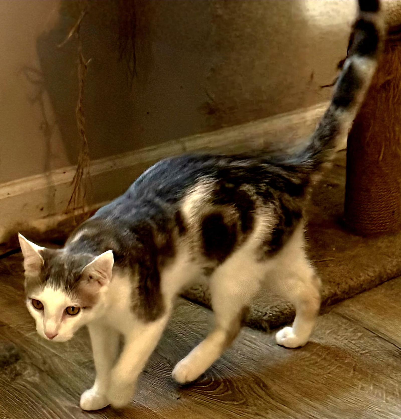 Enlarge KITTEN GIZMO, a Adoptable Tabby in Franklin, TN image 2/3