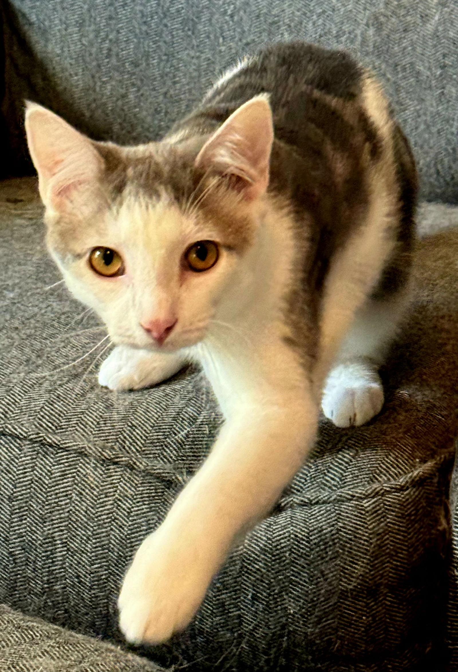 Enlarge KITTEN GIZMO, a Adoptable Tabby in Franklin, TN image 3/3