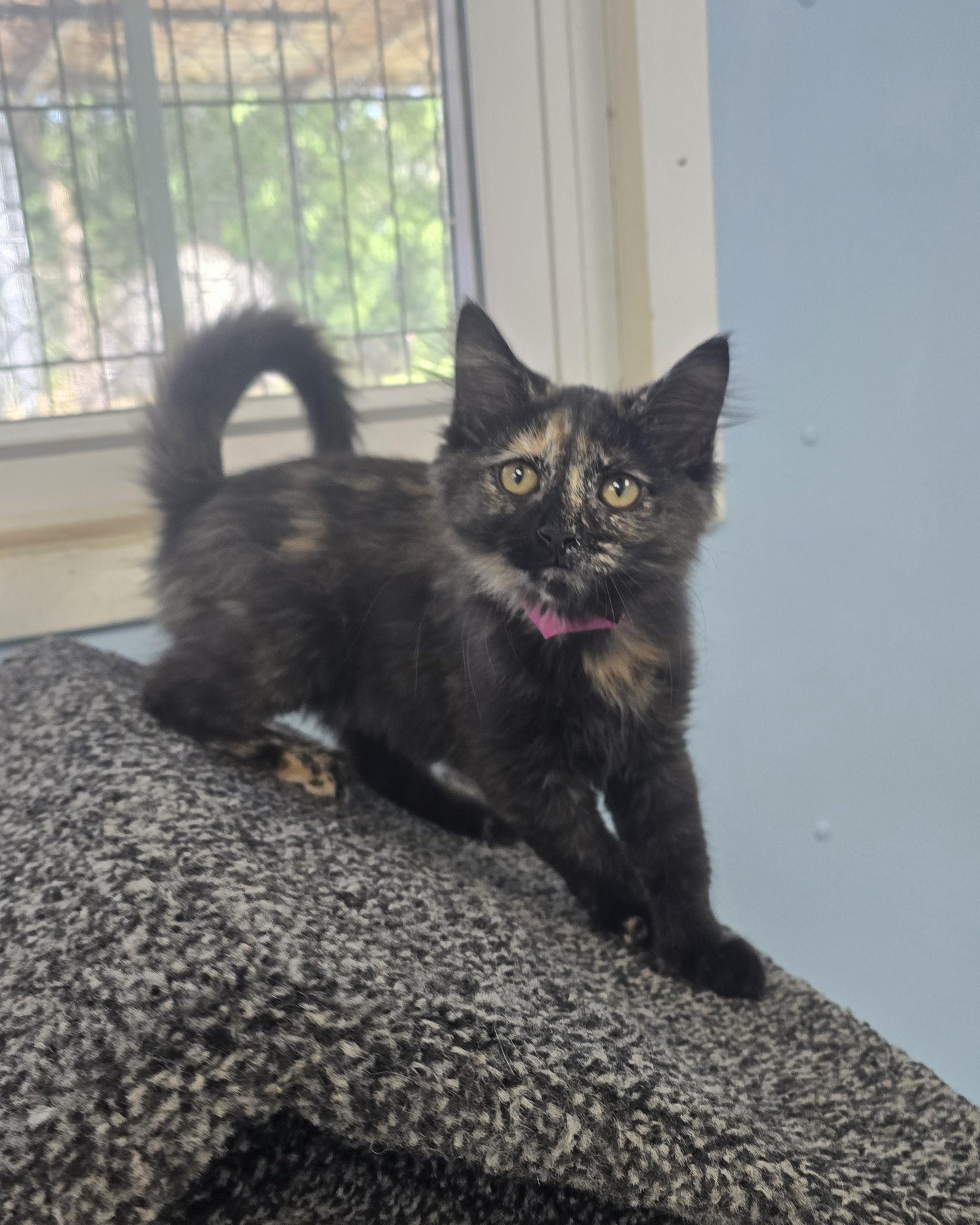 Enlarge Blackberry, a ADOPTABLE Domestic Medium Hair in Farmington, MO image 1/1