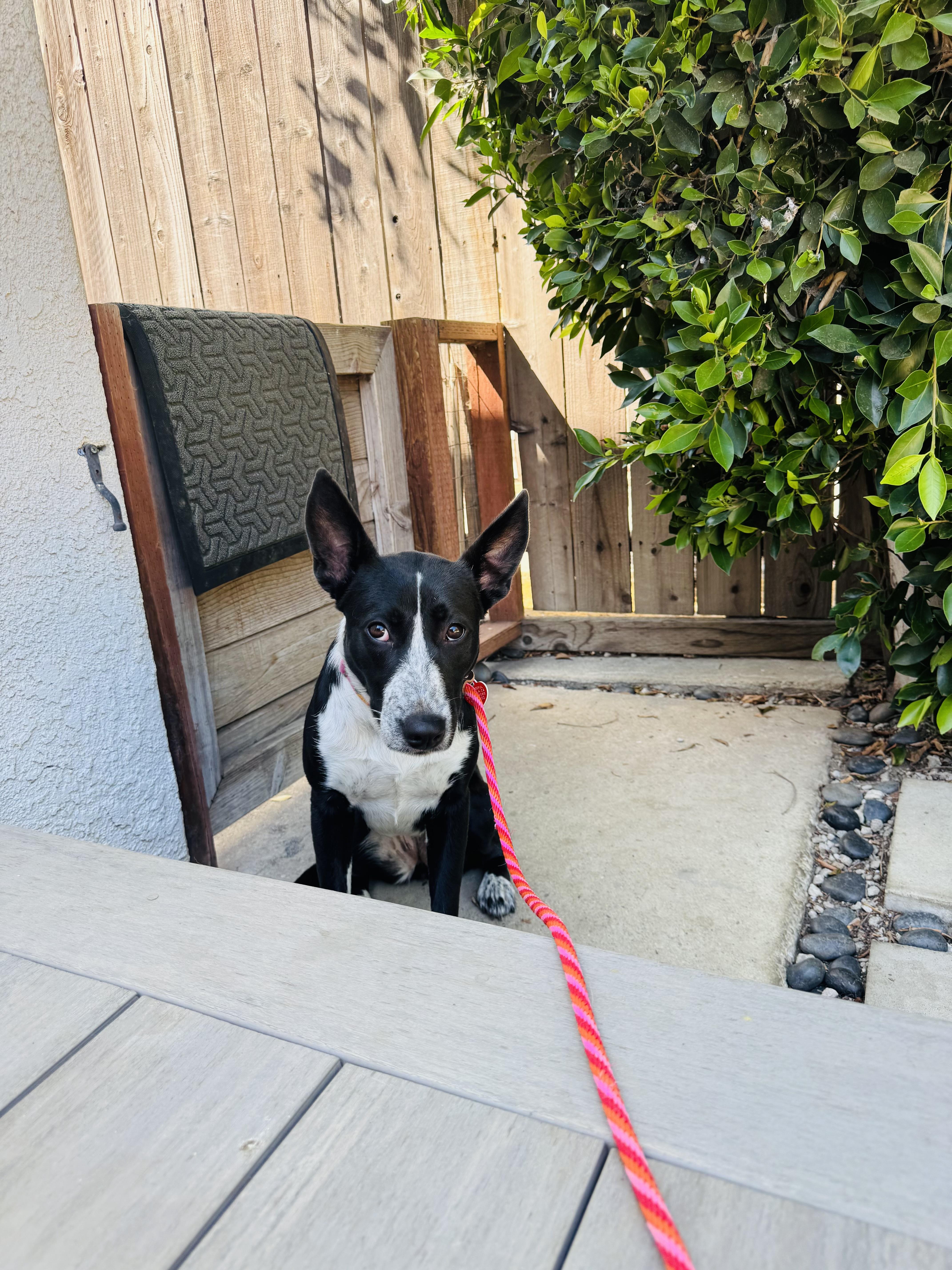 Enlarge Rhoda, a Adoptable mixed breed image 5/6