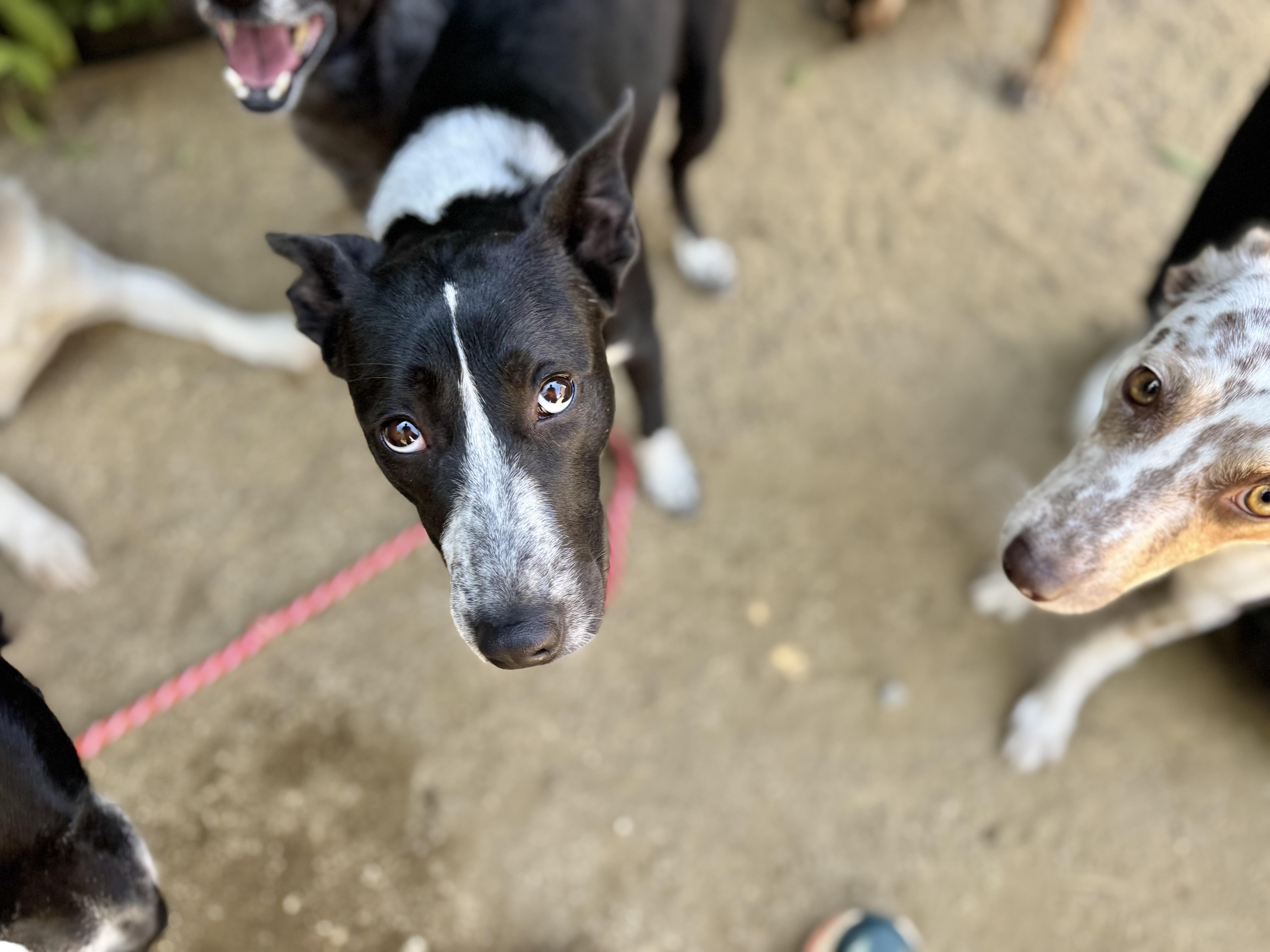 Enlarge Rhoda, a Adoptable mixed breed image 6/6