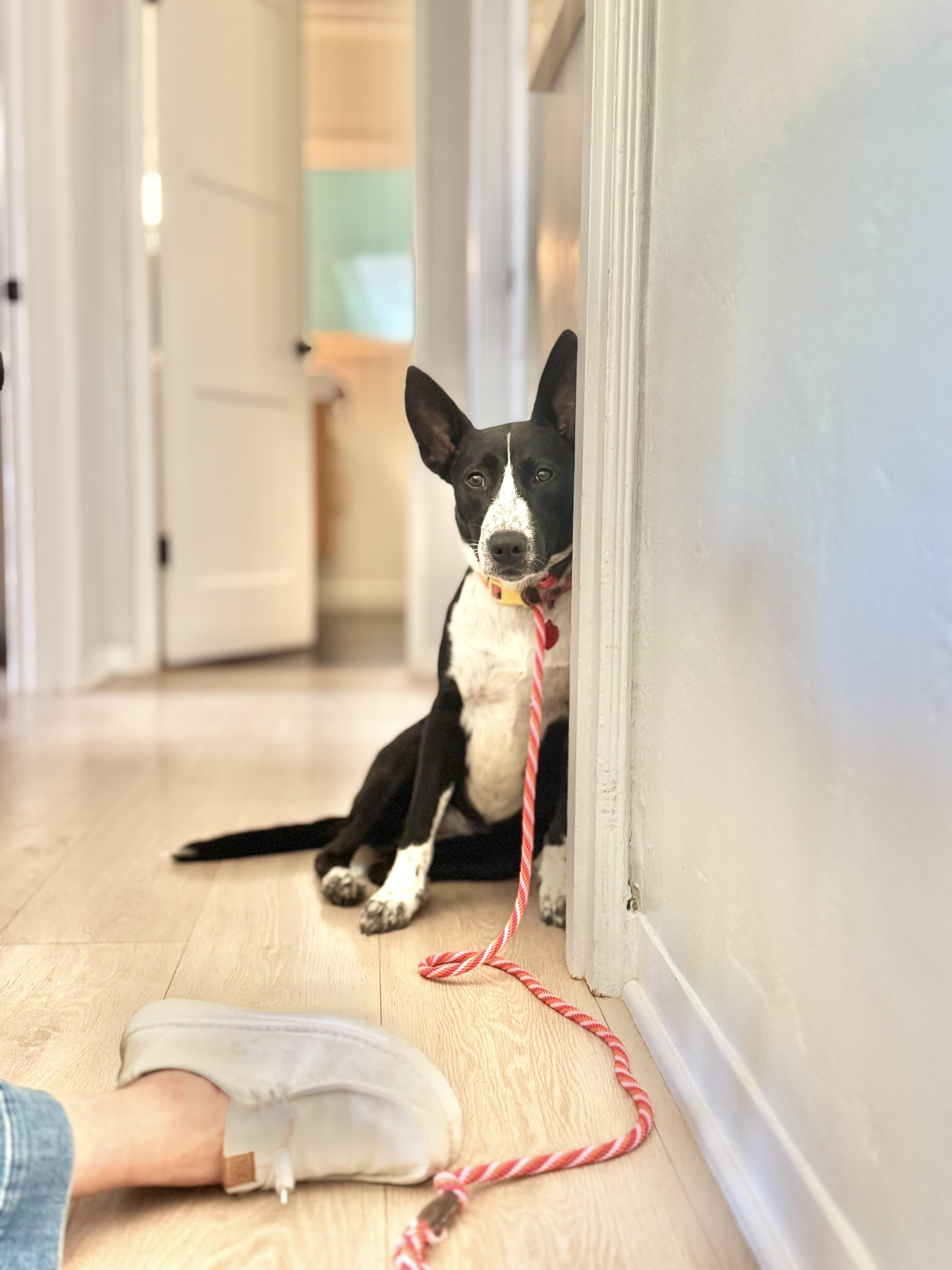 Rhoda, an adoptable McNab, Border Collie in Los Angeles, CA, 90035 | Photo Image 4