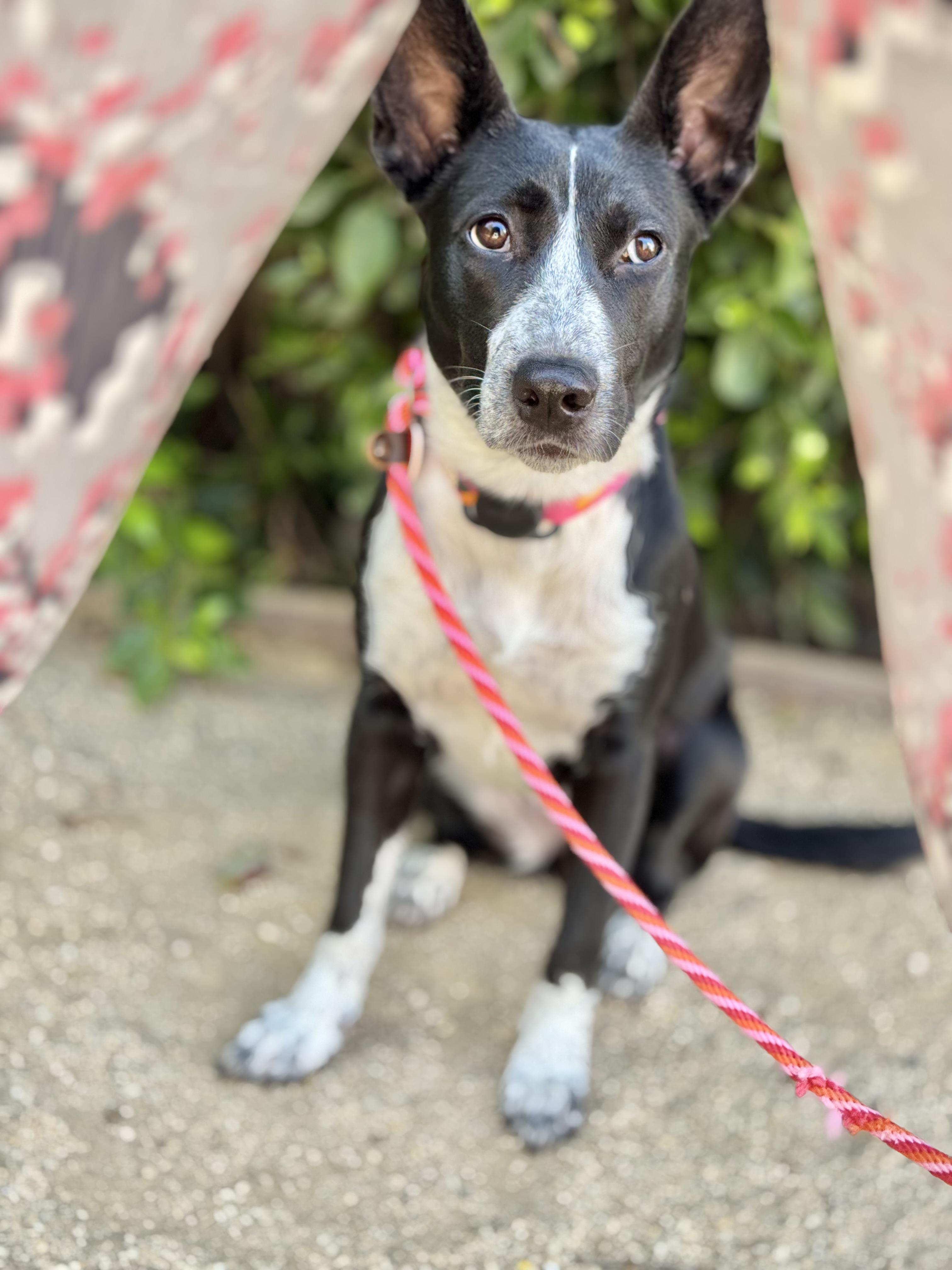 Rhoda is a very shy dog Australian Cattle Dog / Blue Heeler Dog
