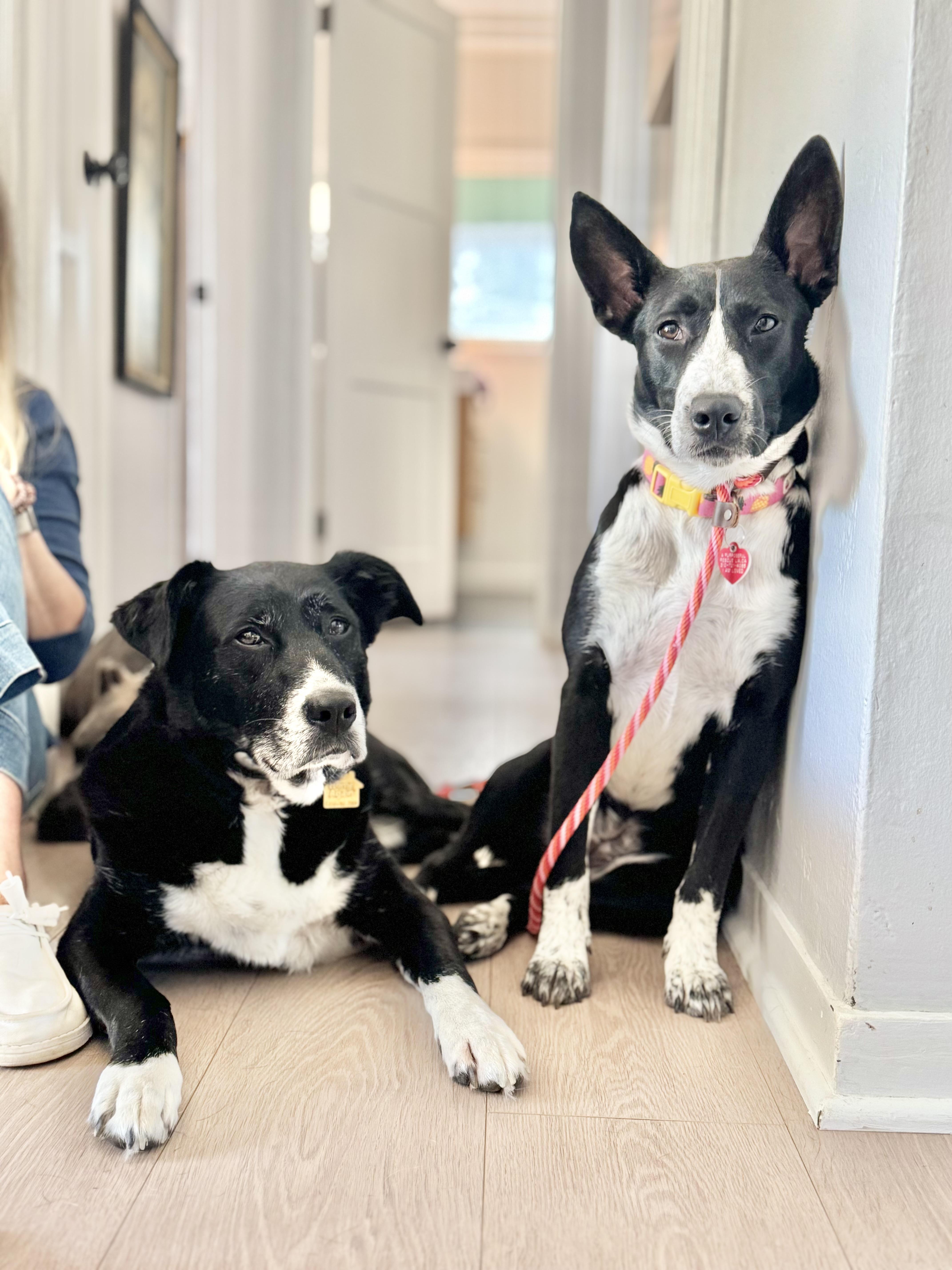 Rhoda, an adoptable McNab, Border Collie in Los Angeles, CA, 90035 | Photo Image 3