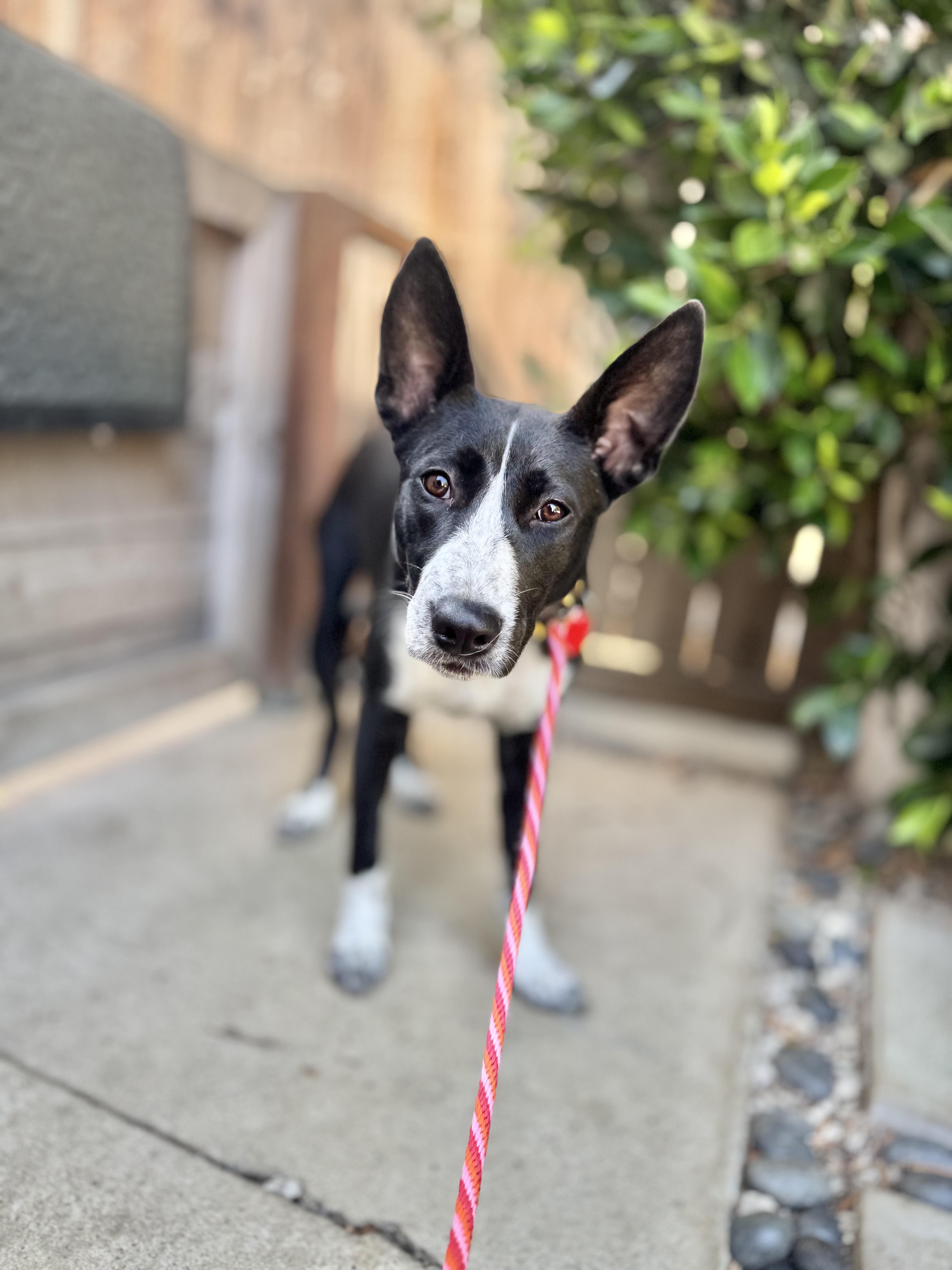 Rhoda, an adoptable McNab, Border Collie in Los Angeles, CA, 90035 | Photo Image 2