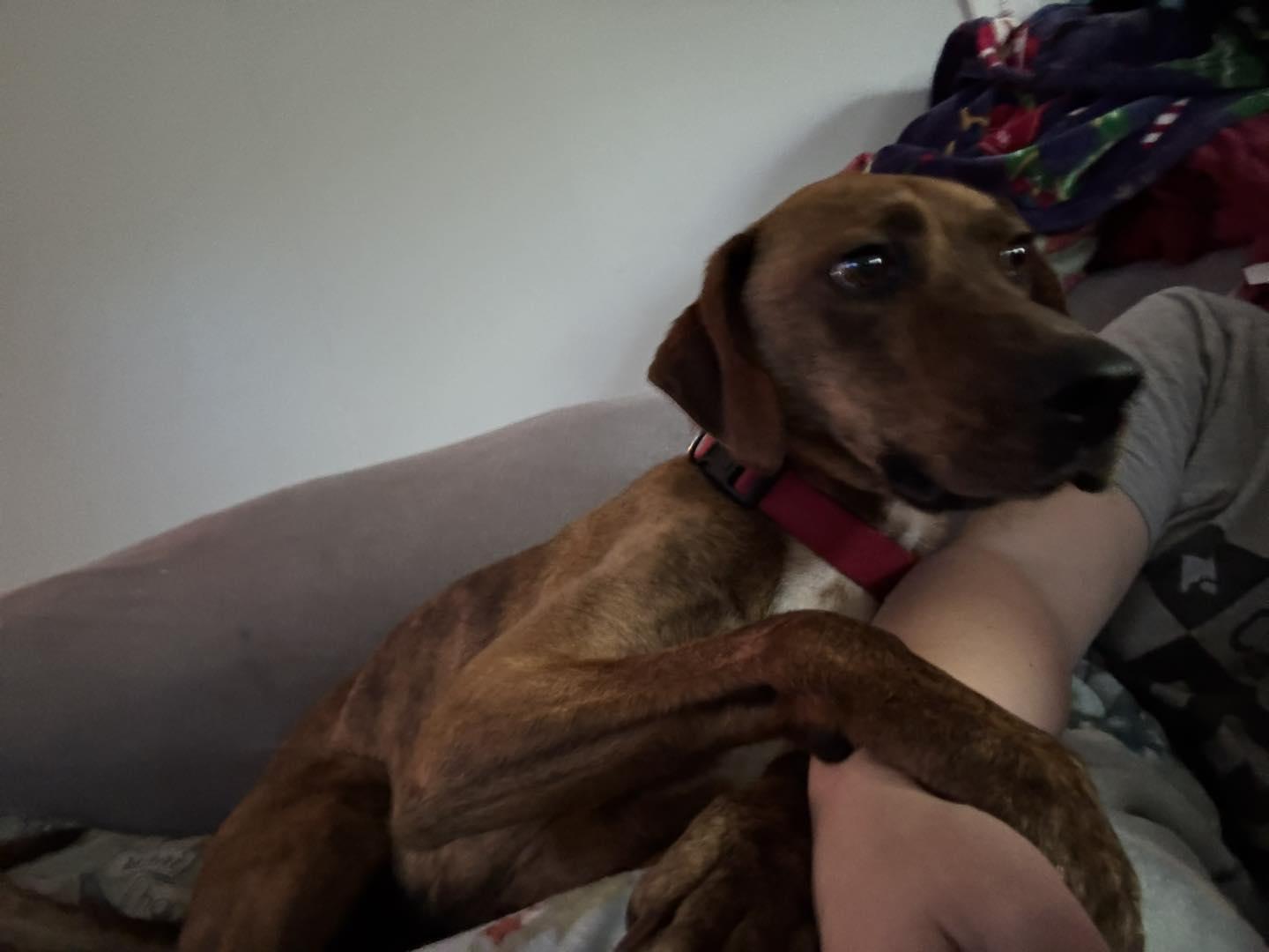 Mason, Adoptable, Young Male Hound.