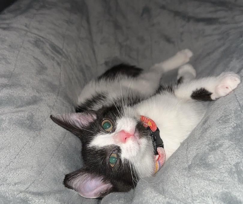 Pippa, adopted, Young Female Domestic Short Hair.